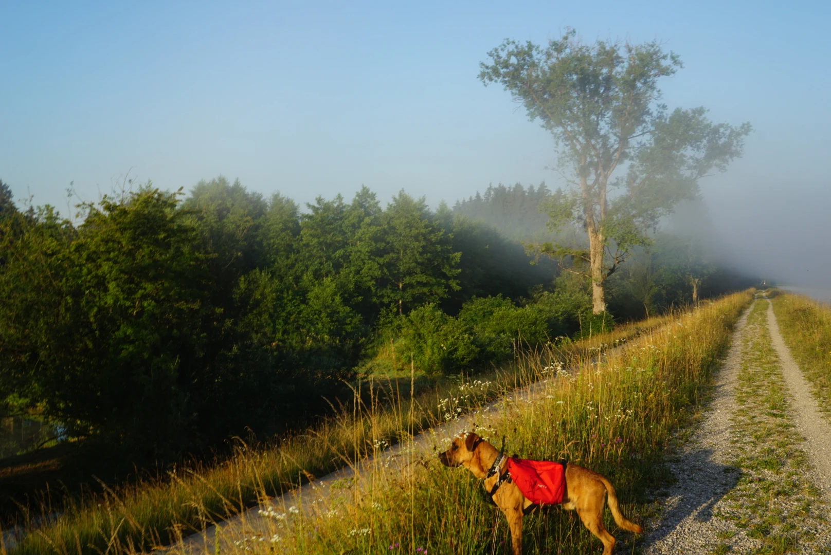 Hund mit roten Packtaschen auf dem Wanderweg nach Rom