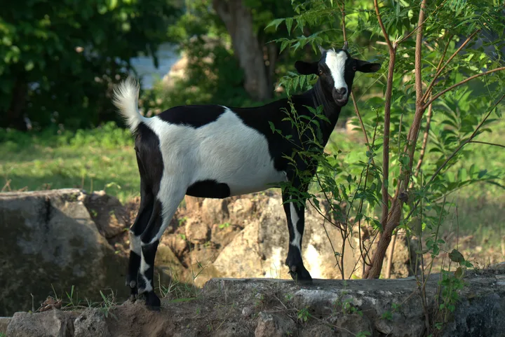Tansania · 7. März 2019