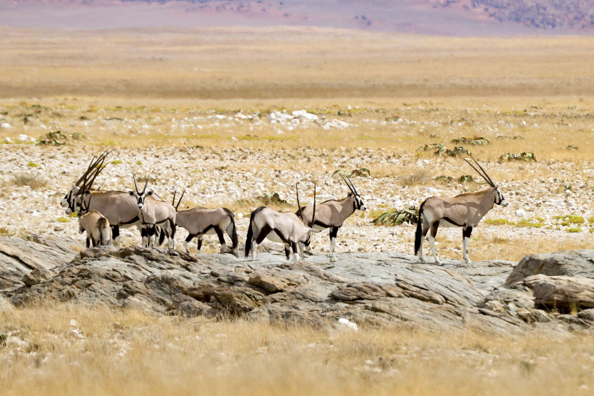 Eine Oryxantilope