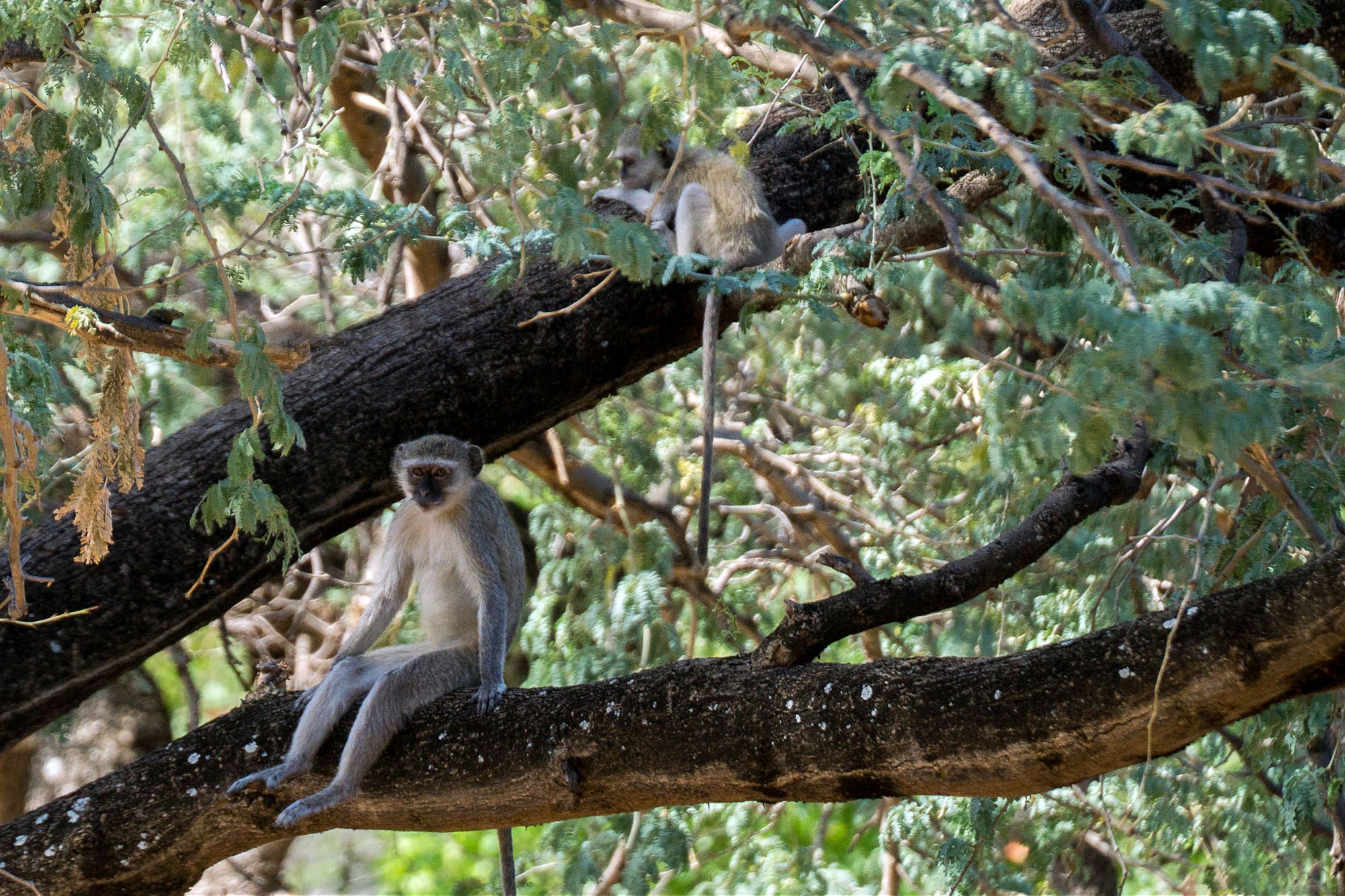 Ein Affe im Baum