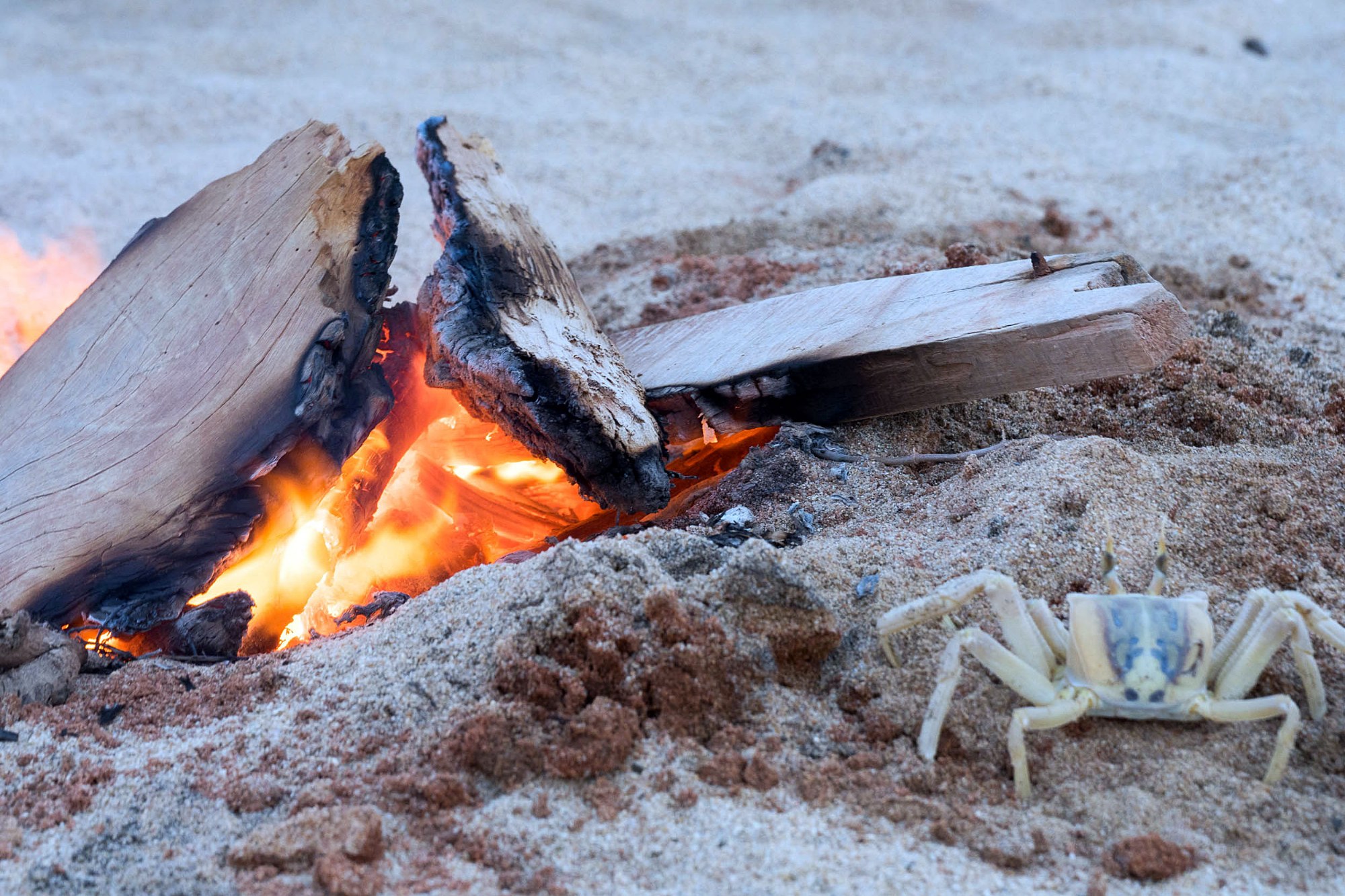Eine Krabbe am Feuer