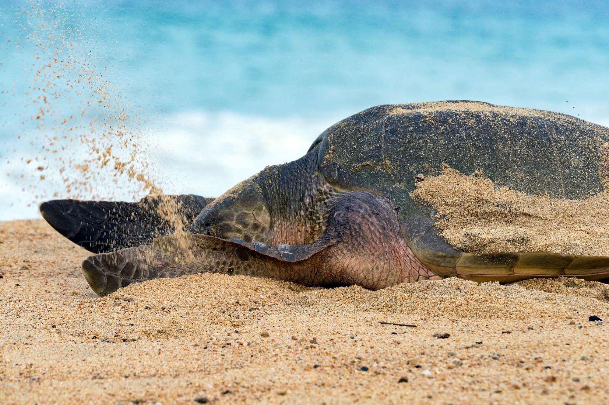 Eine Schildkröte