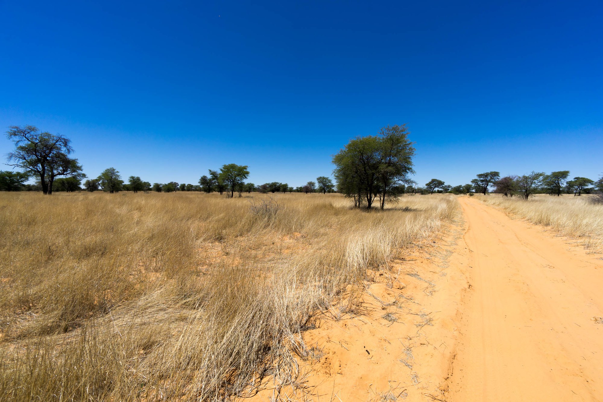 Unterwegs in der Kalahari