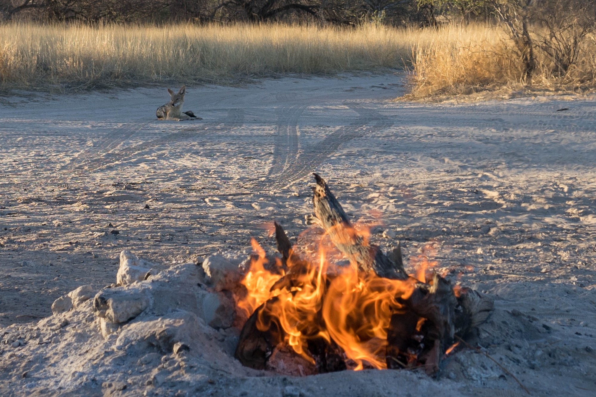 Feuer in der Wildnis