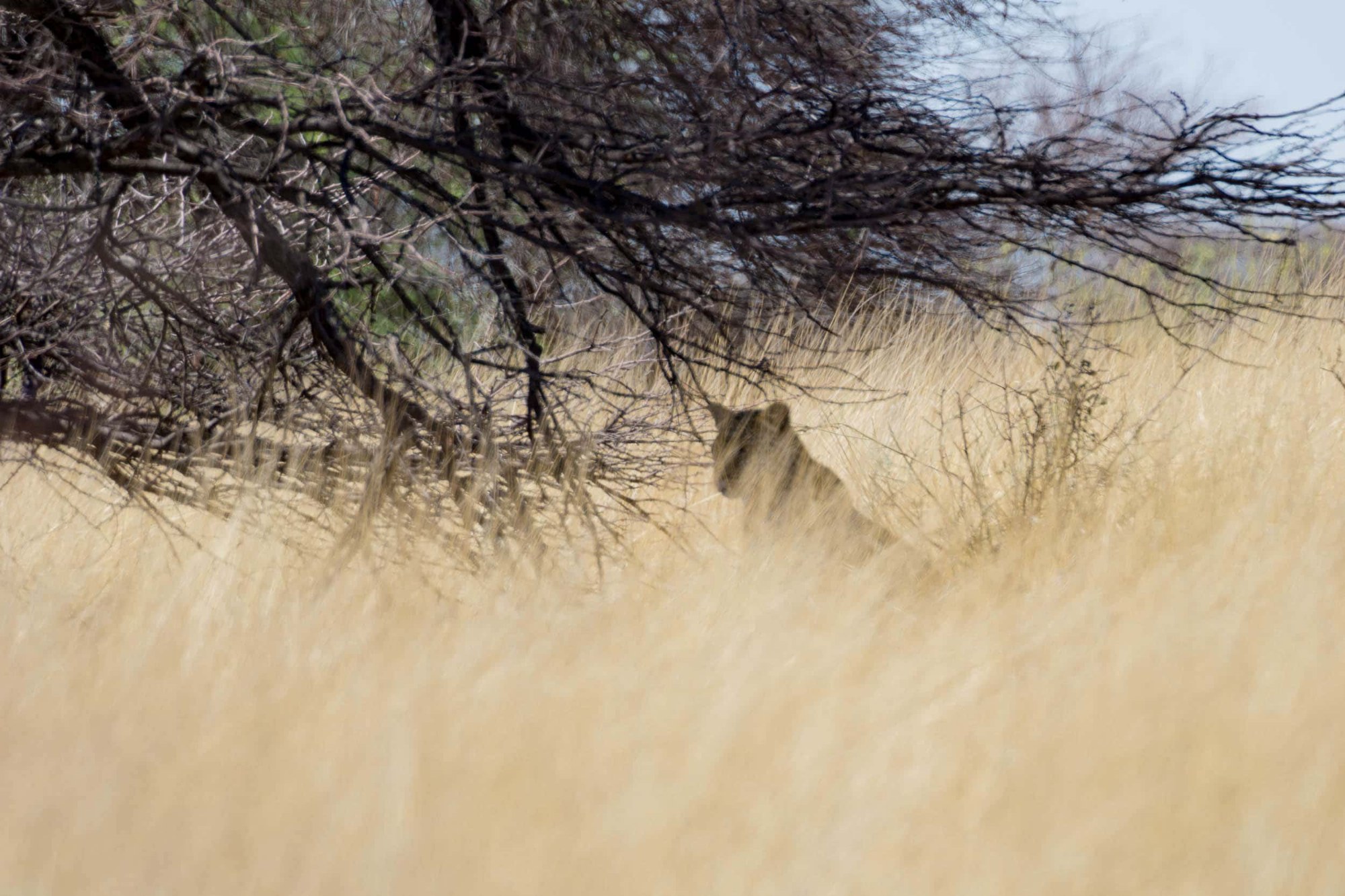 Ein Leopard im hohen Gras