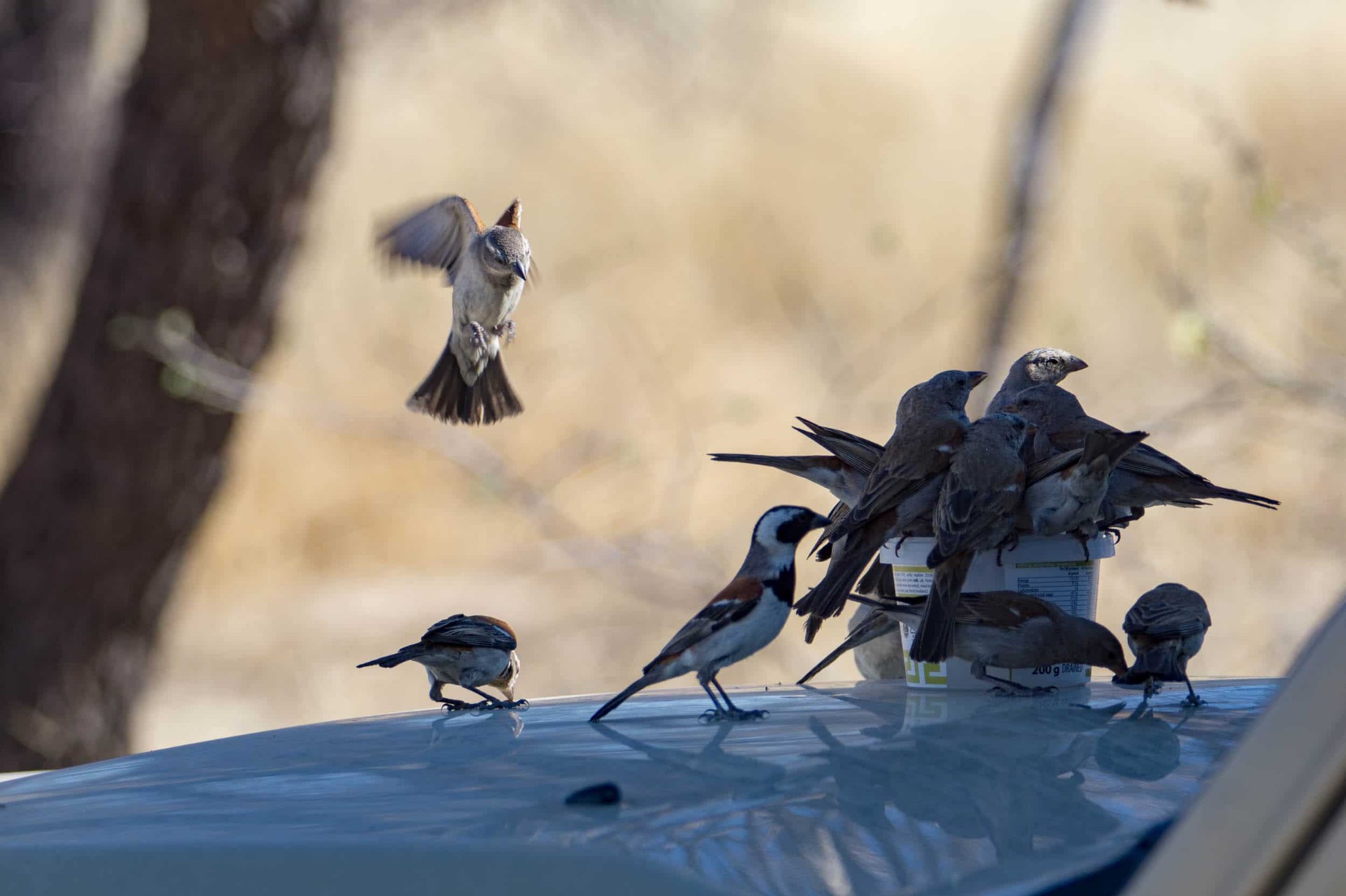 Vögel an unserer Wasserschüssel
