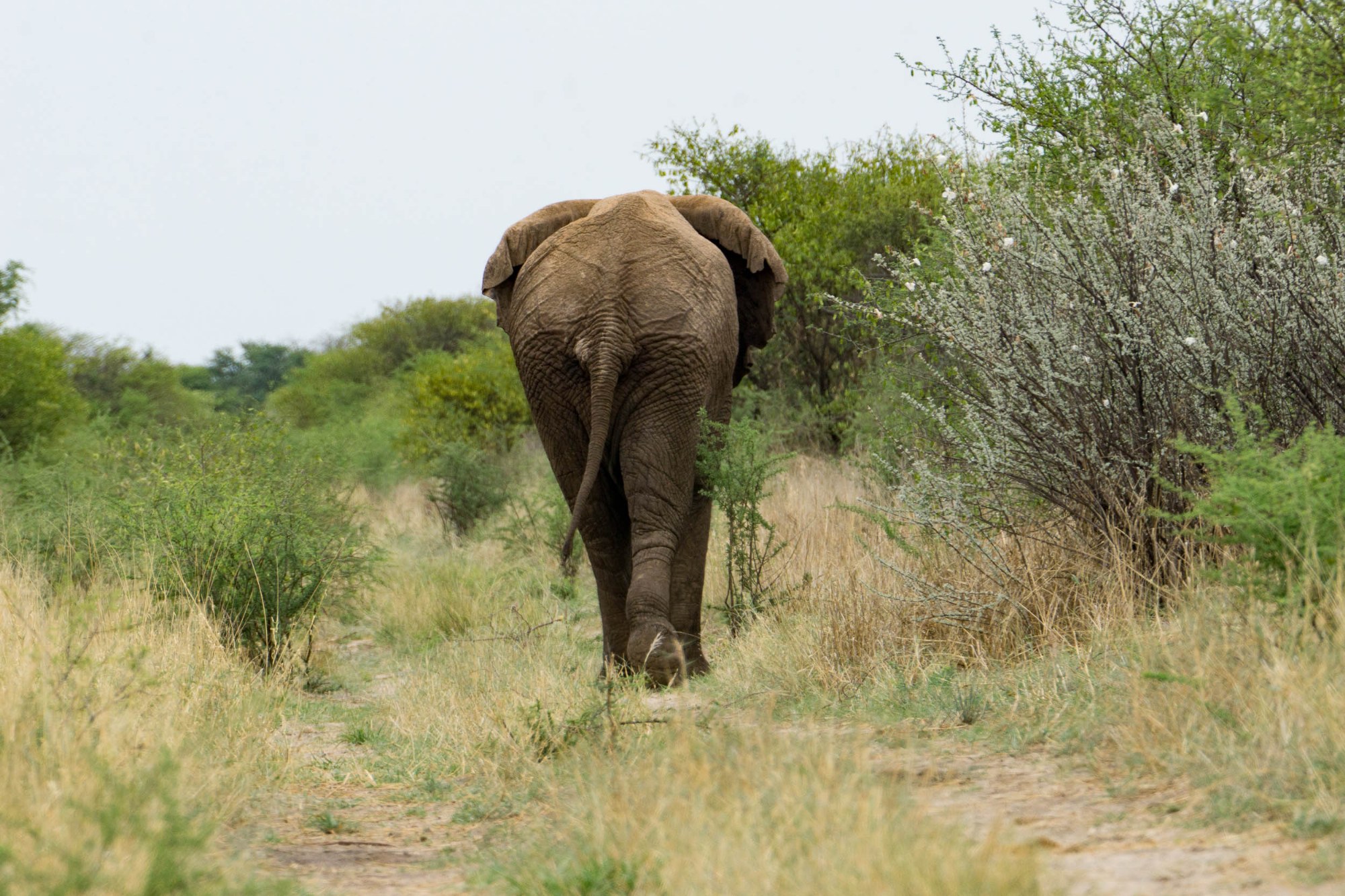 Ein Elefant neben dem Weg