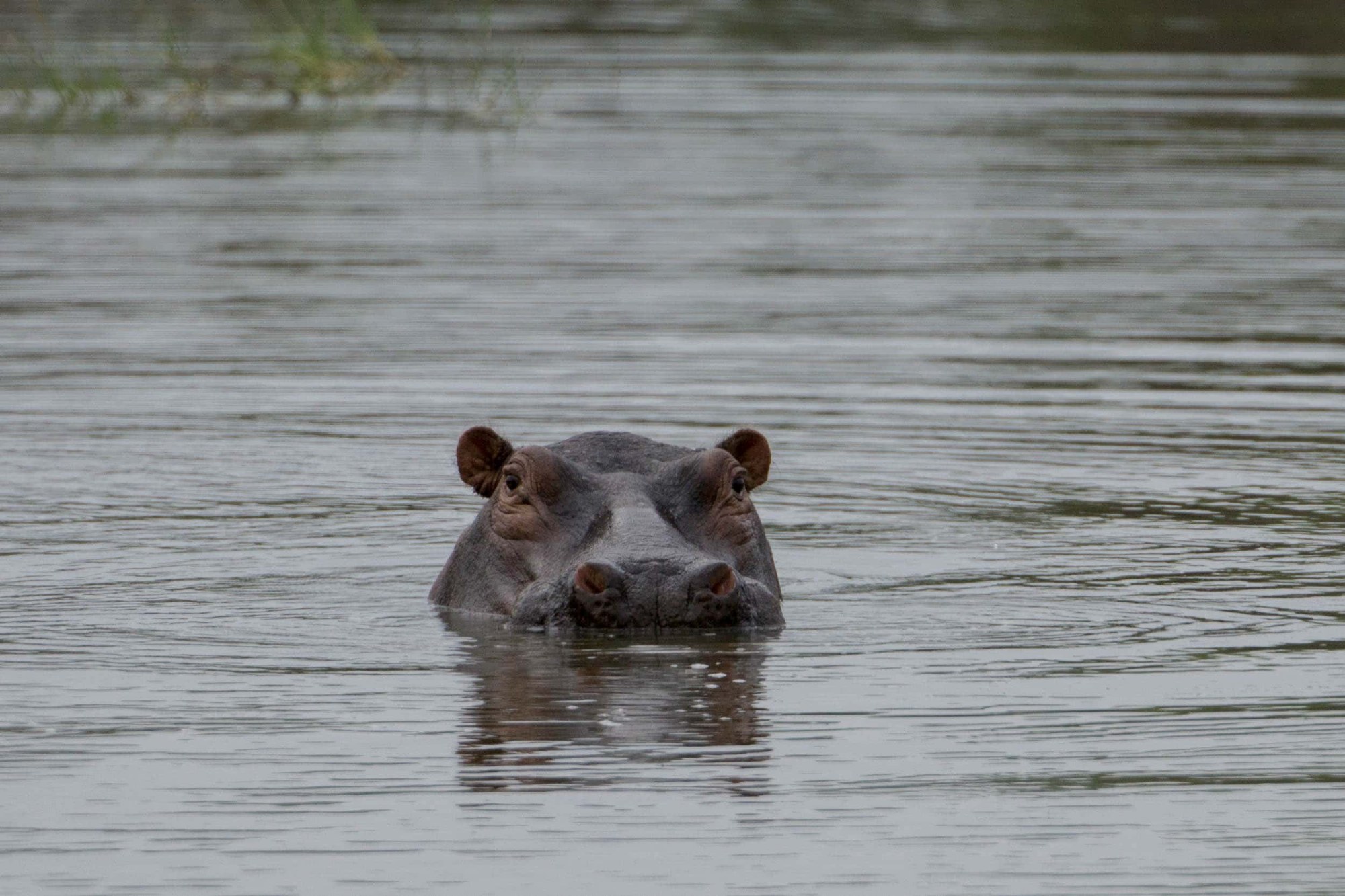 Ein Flusspferd im Wasser