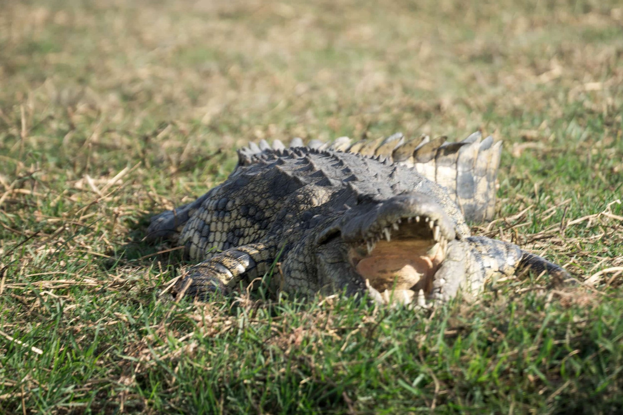Ein Krokodil am Ufer