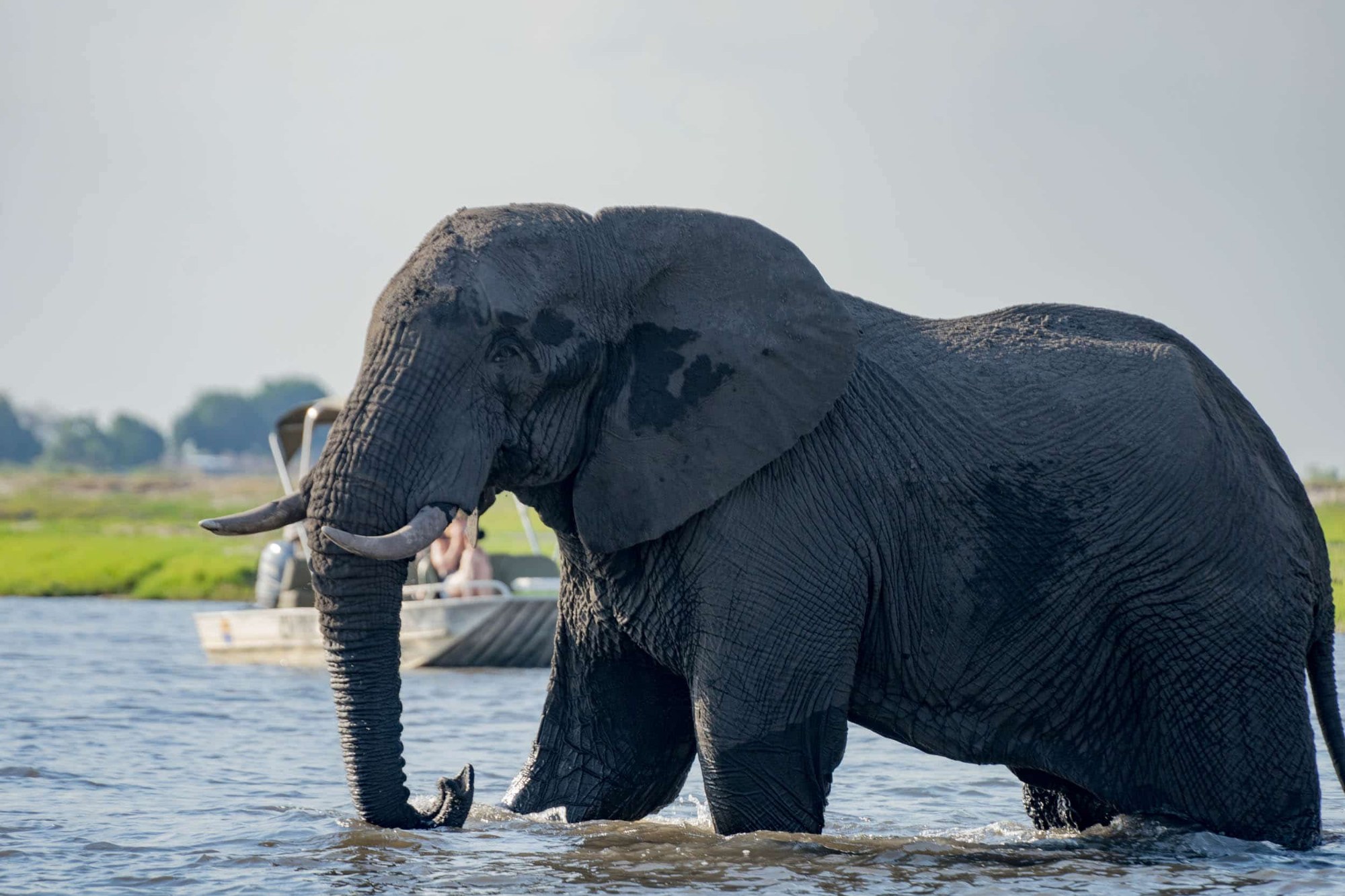 Ein Elefant im Wasser
