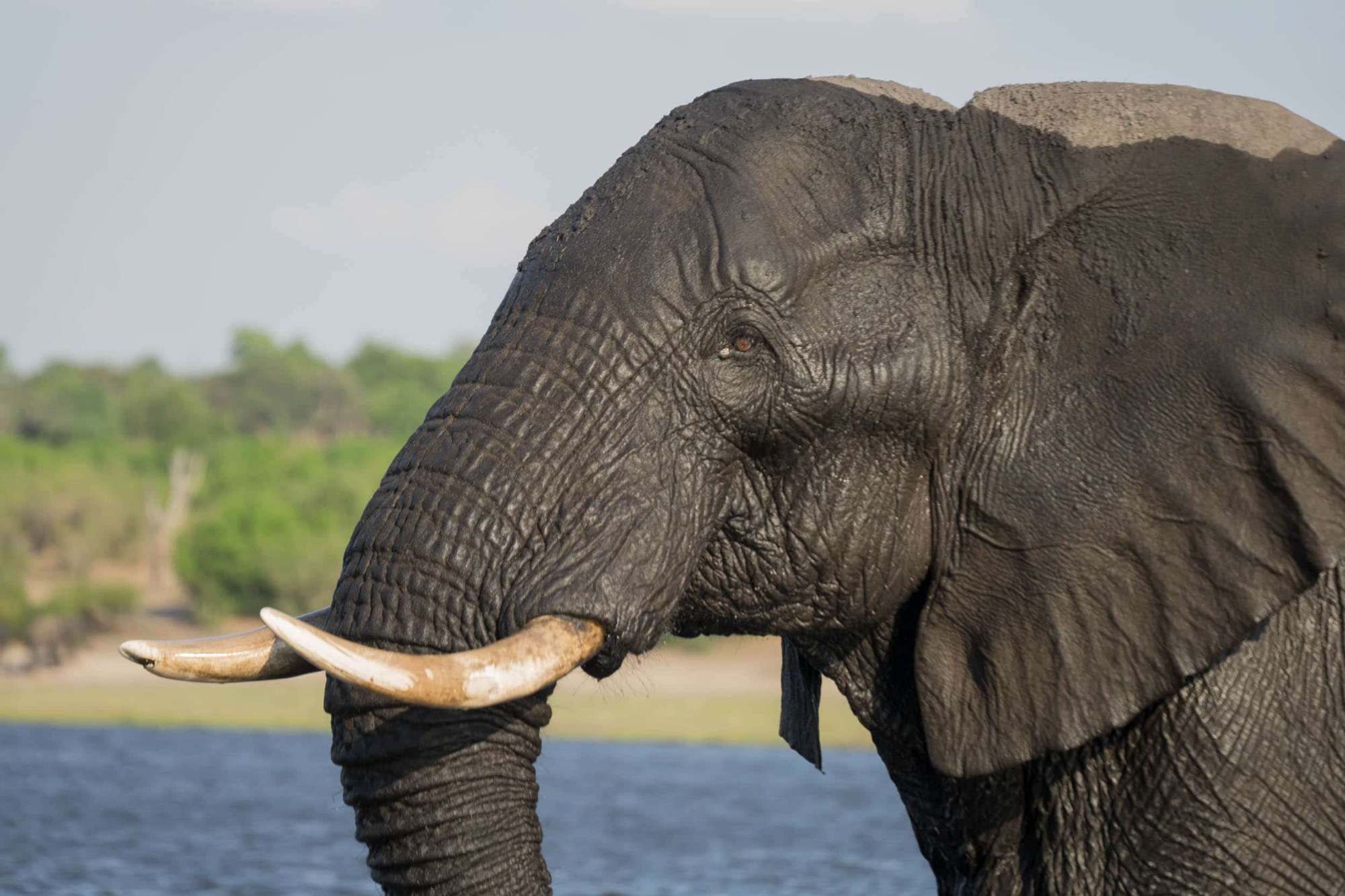 Ein Elefant aus der Nähe