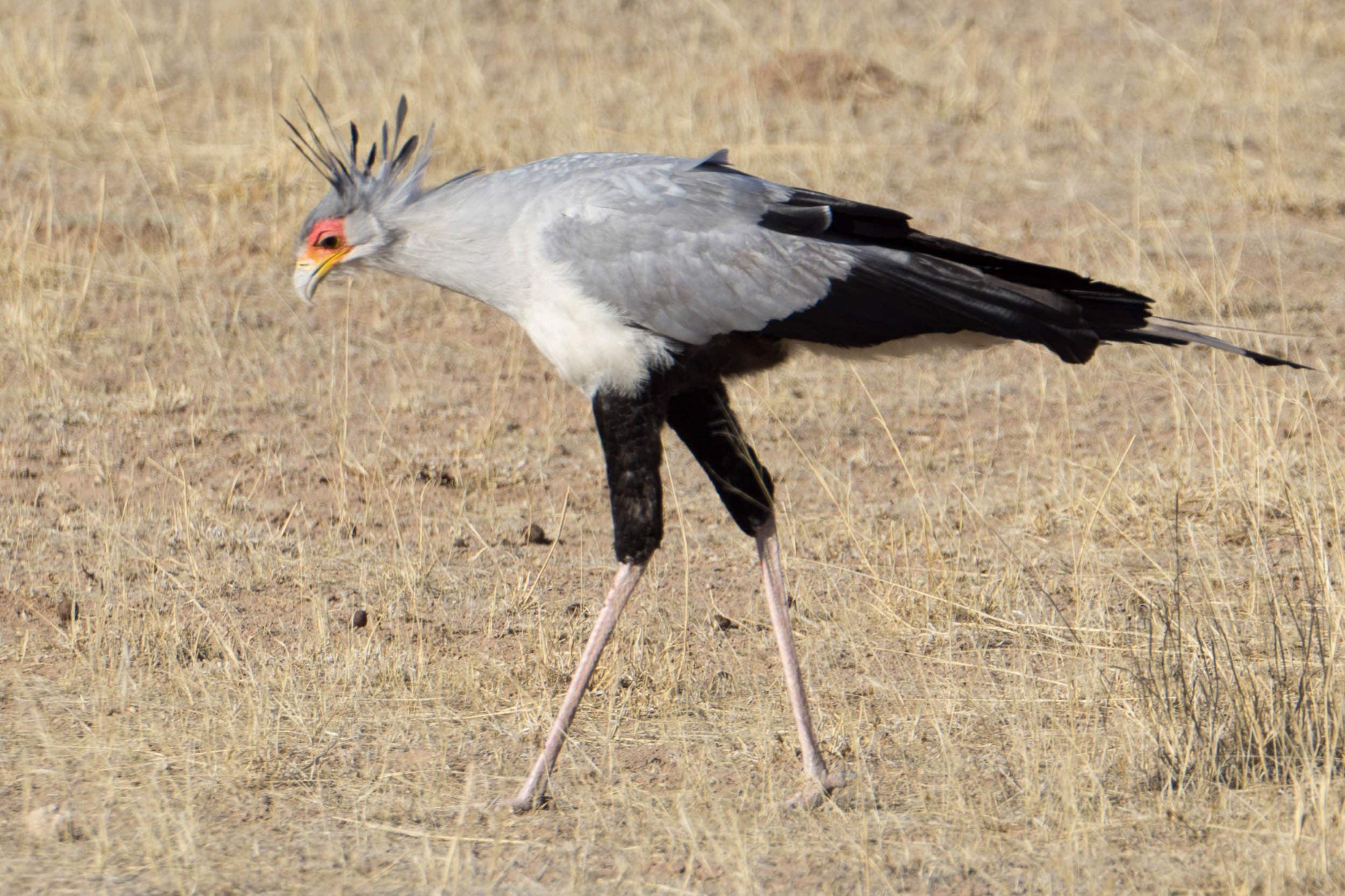 Ein Sekretärvogel