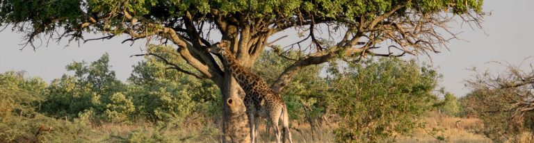 Ein Baum in Botswanas Savanne