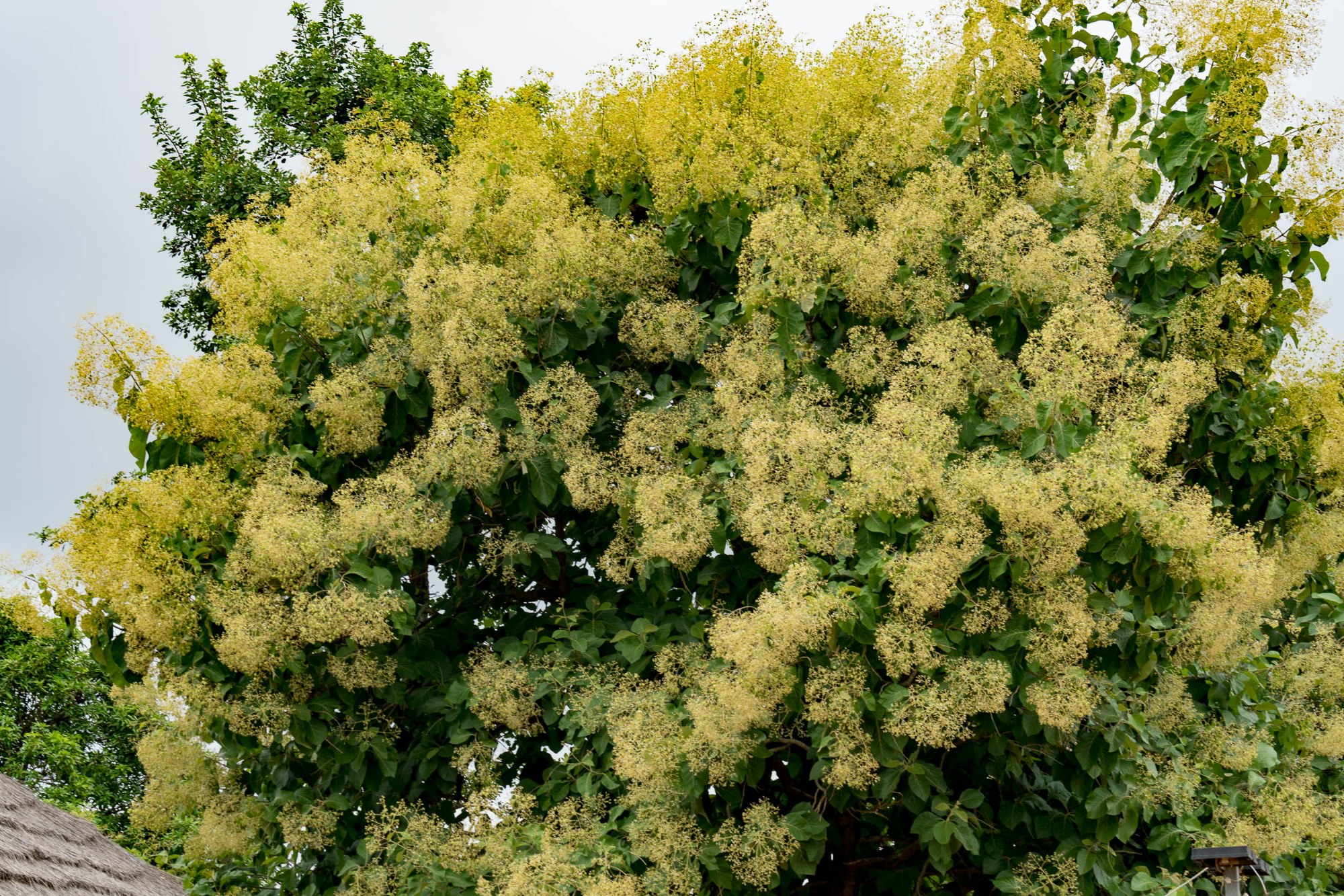 Blühender Baum am Weg