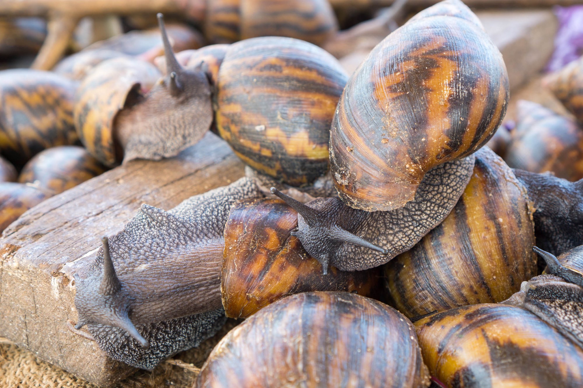 Schnecken am Straßenstand