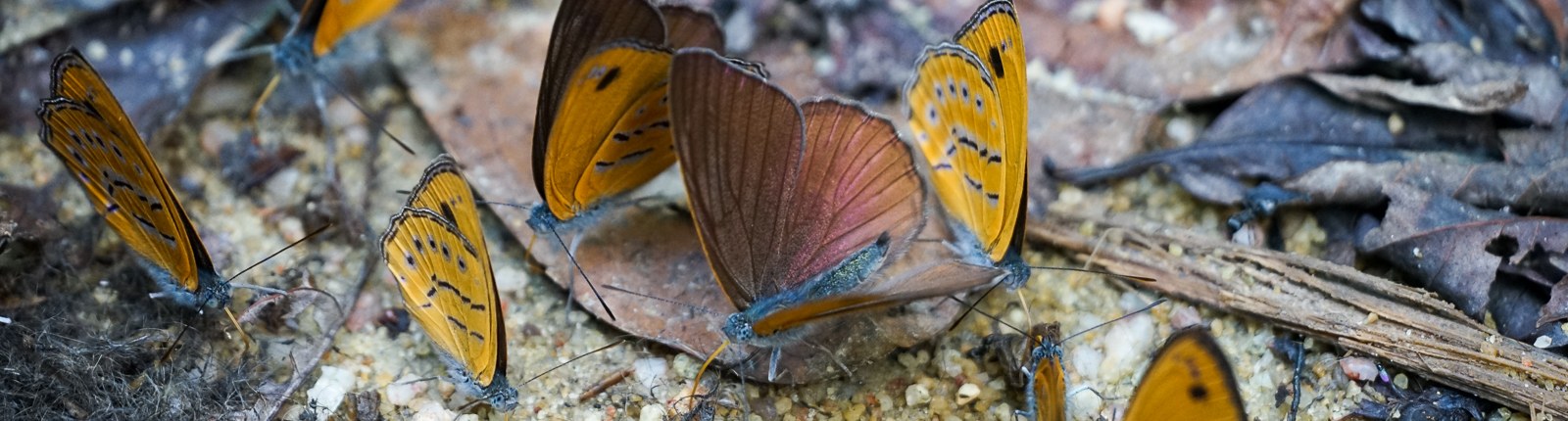 Schmetterlinge in Gabun