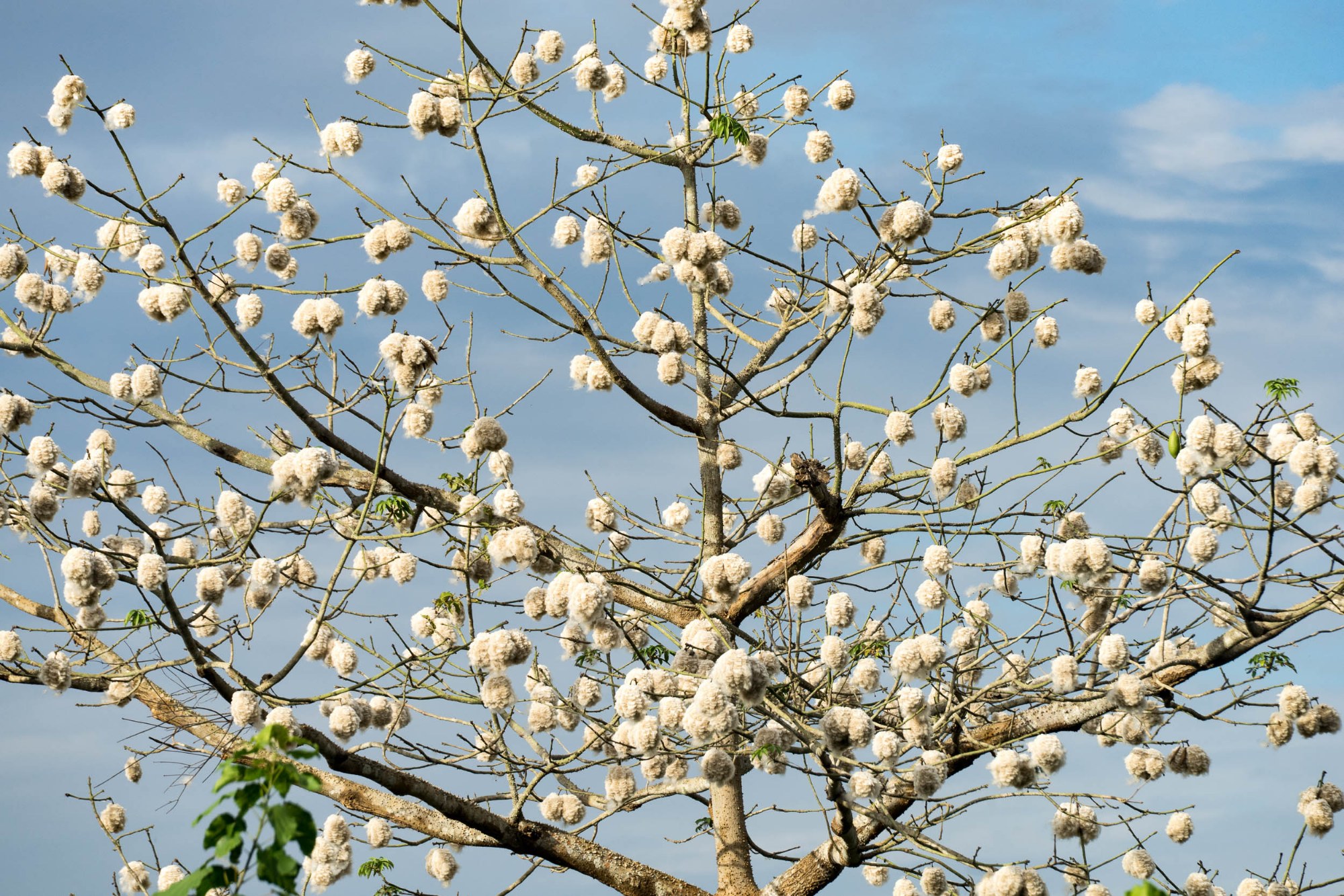 Blüten am Weg