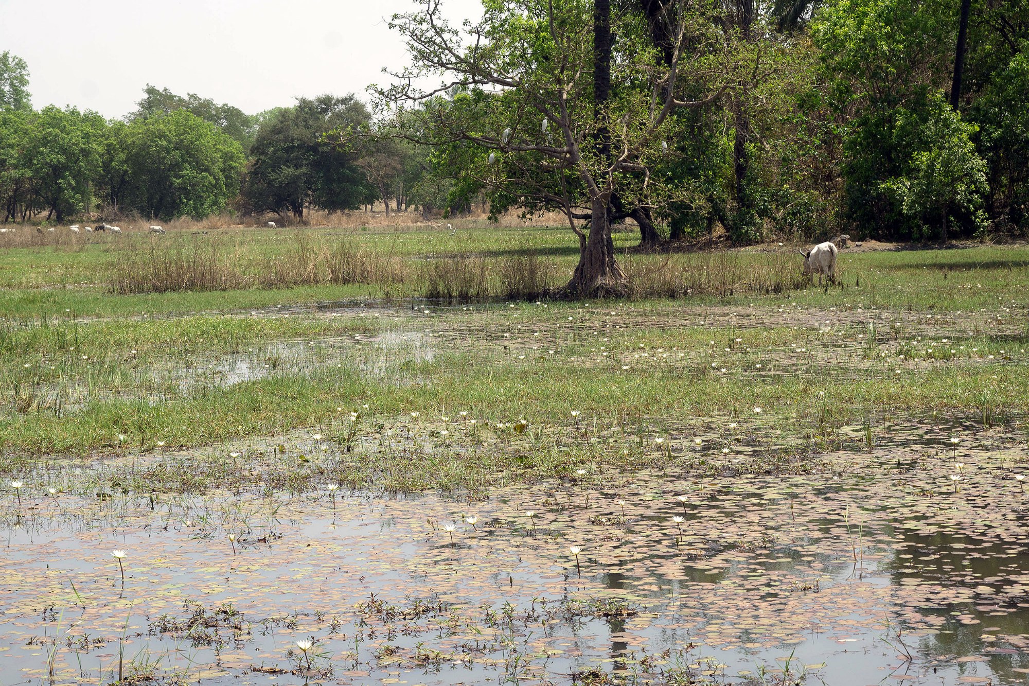 Grüne Landschaft in Gambia