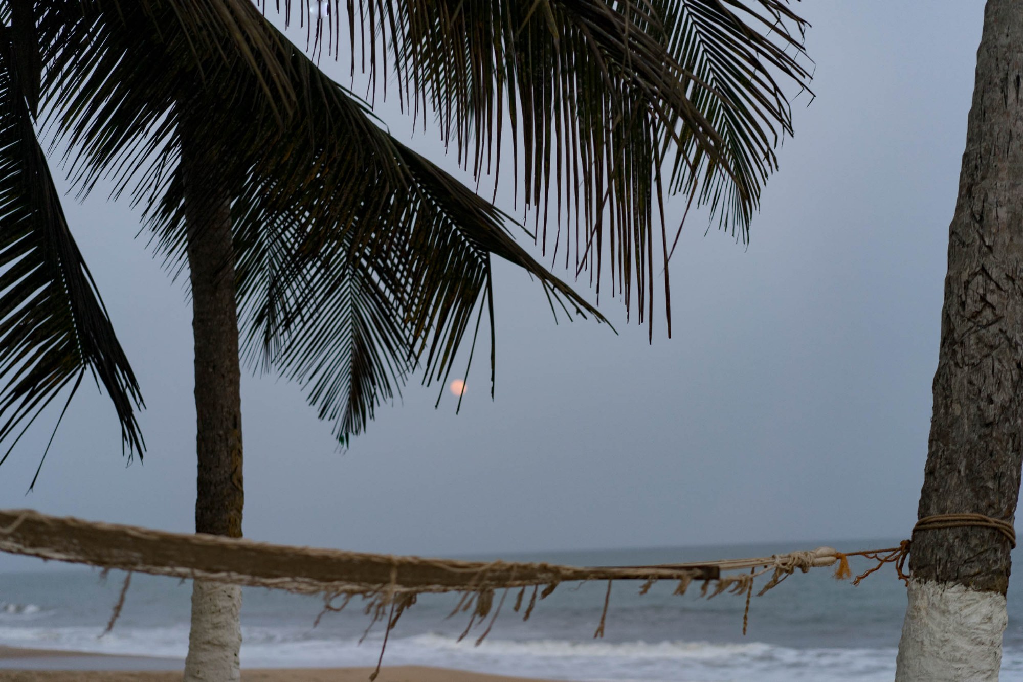 Palmen am Meer