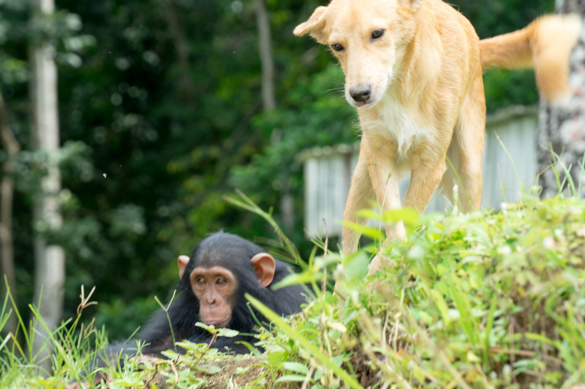 Schimpanse und Hund am Ufer
