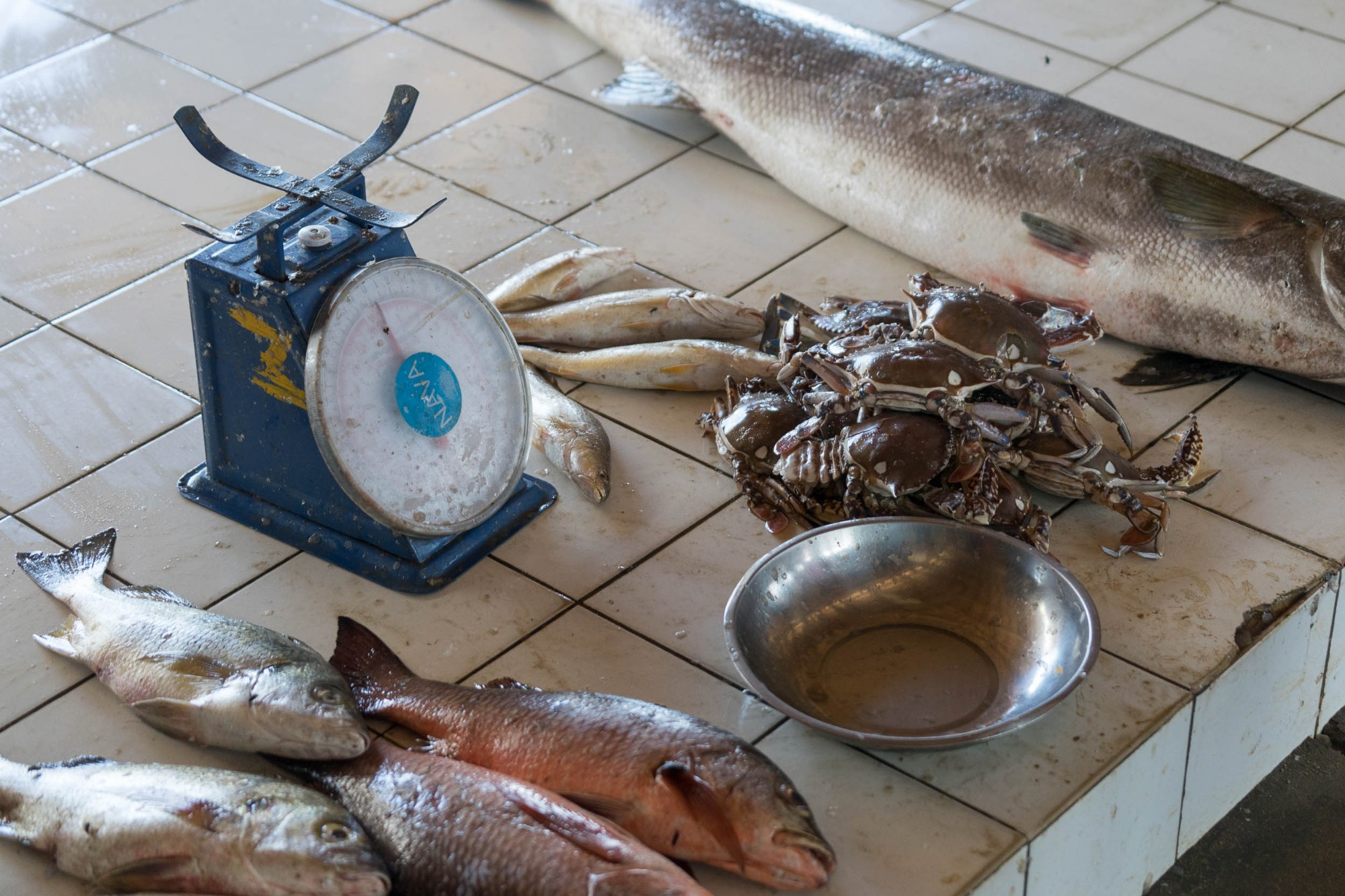 Frischer Fisch