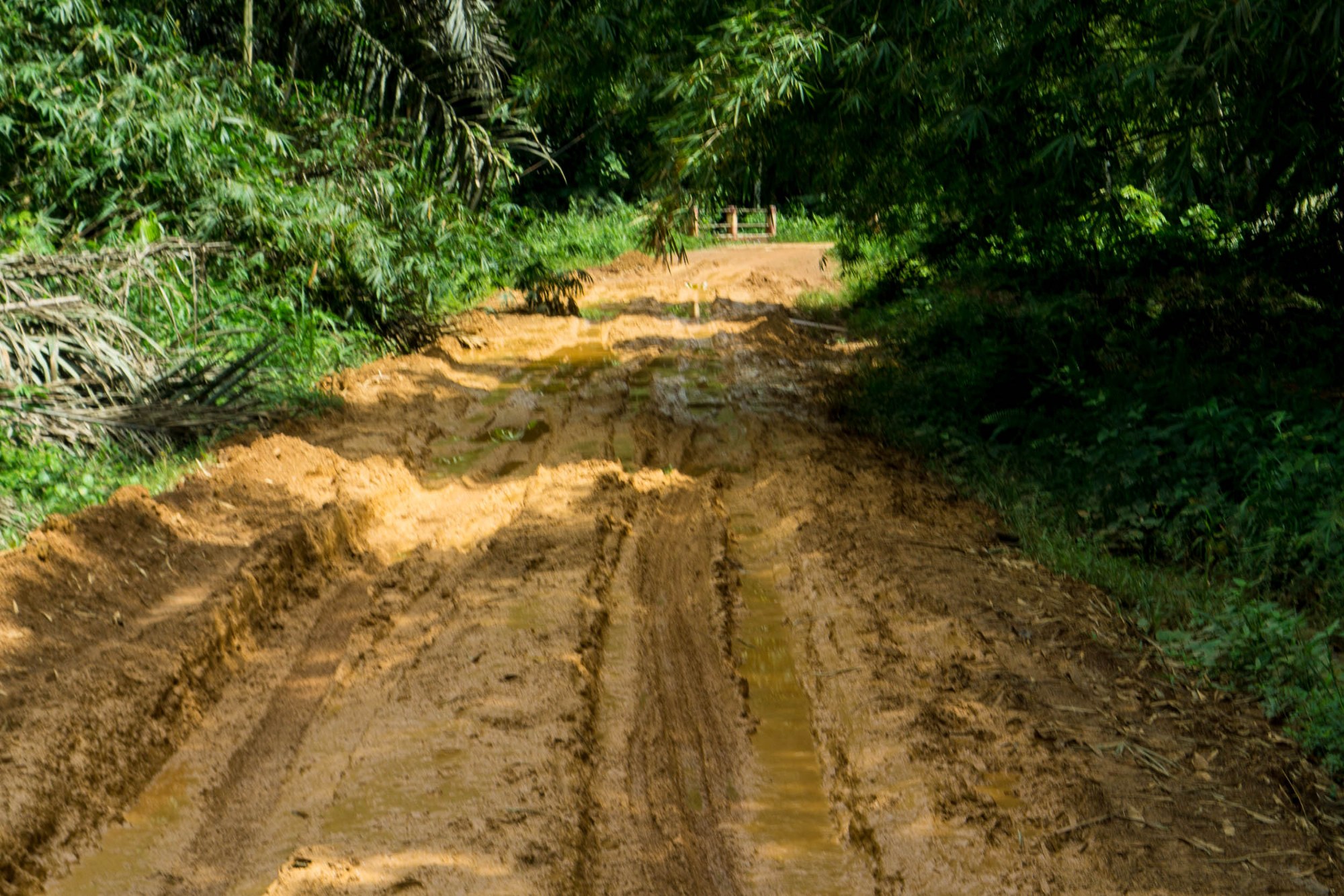 Die Piste nach Ebolowa
