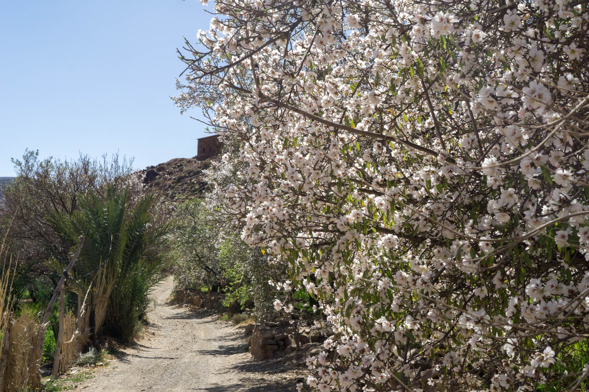 Mandelblüte und Palmen