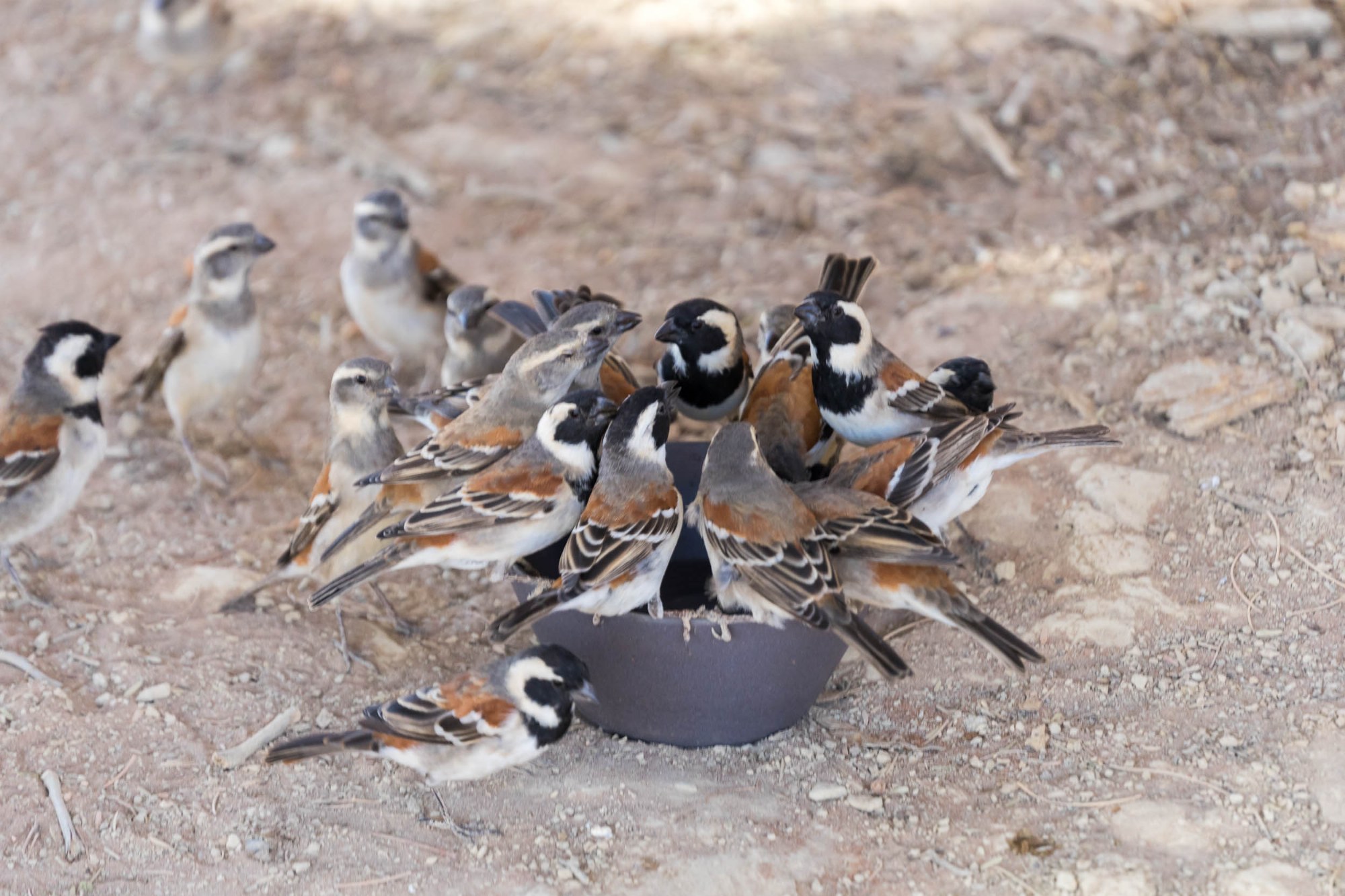 Vögel am Wasser