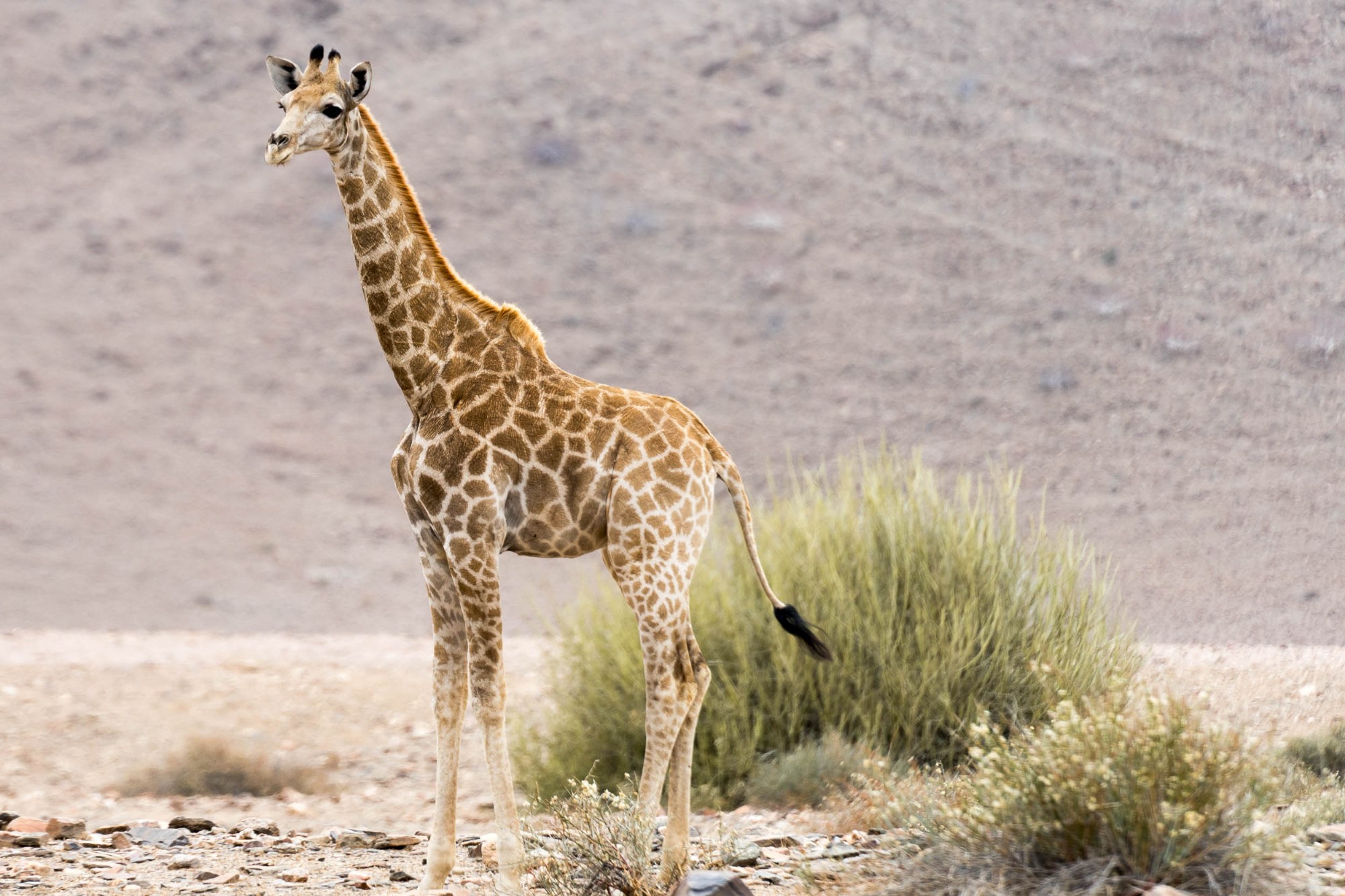 Eine Giraffe am Weg