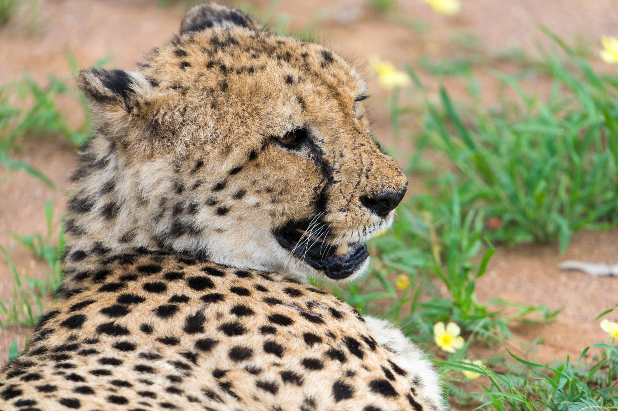 Ein Gepard aus der Nähe