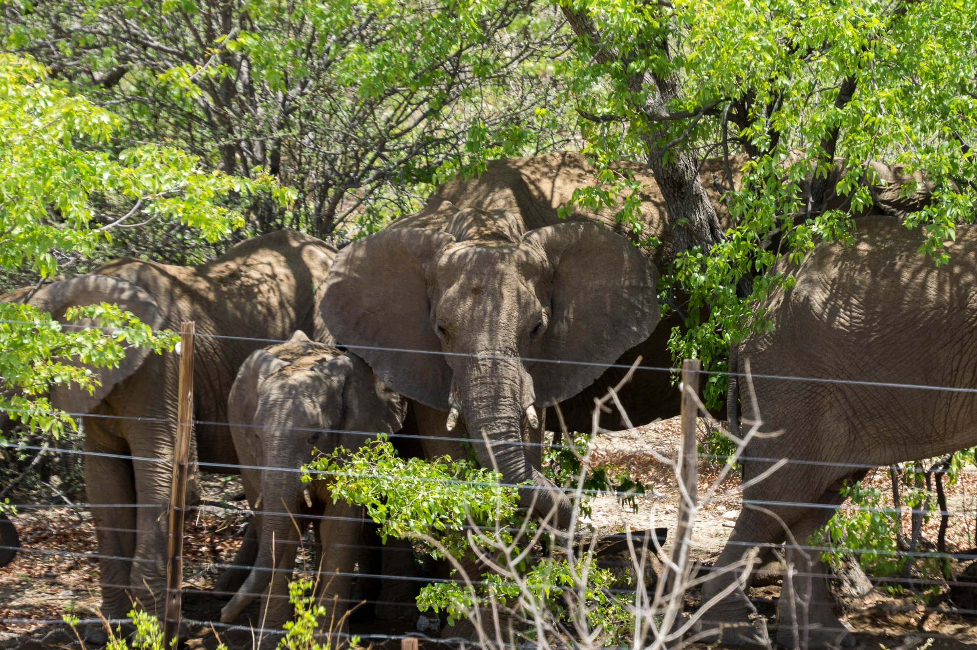 Ein Elefant am Weg