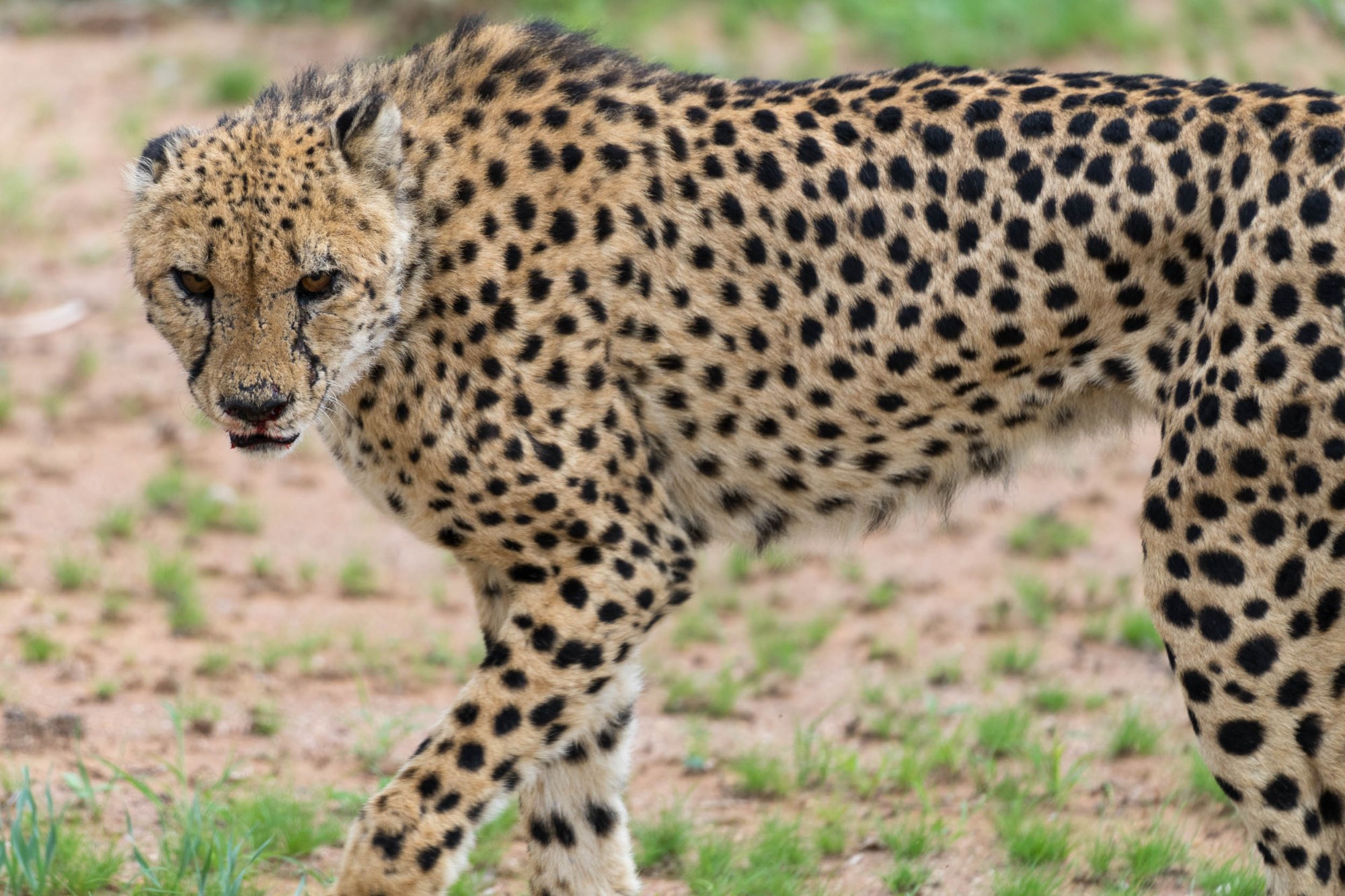 Ein Gepard
