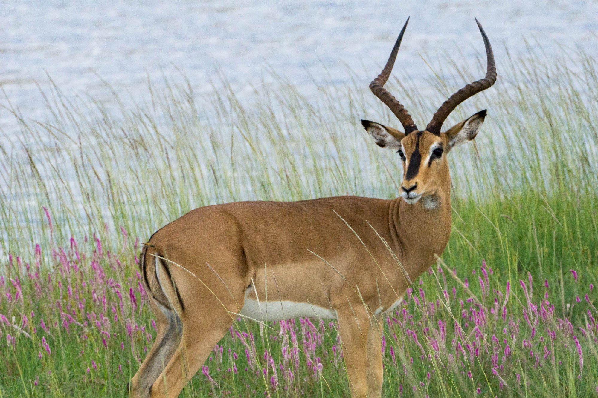 Eine Antilope
