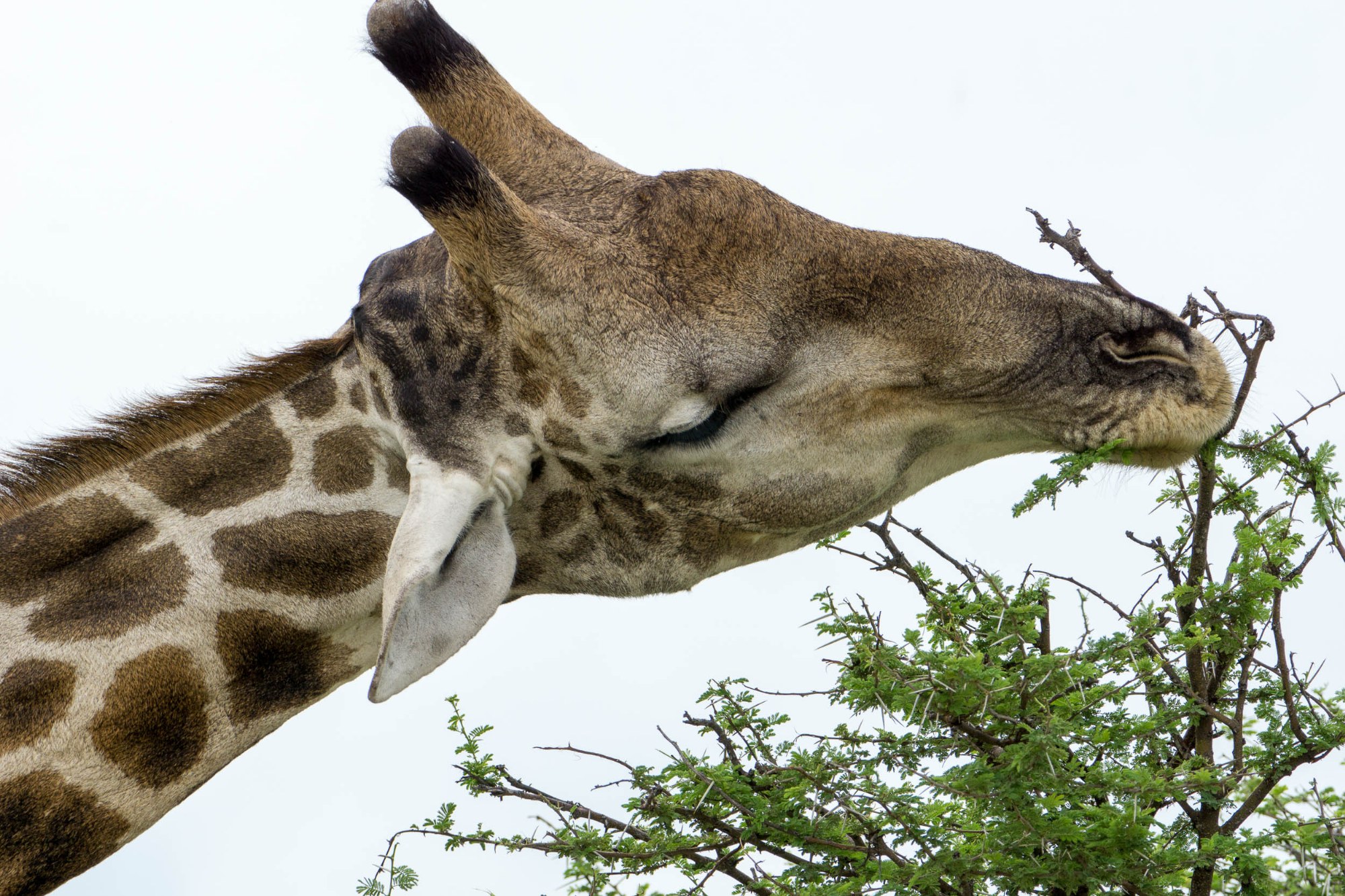 Eine Giraffe