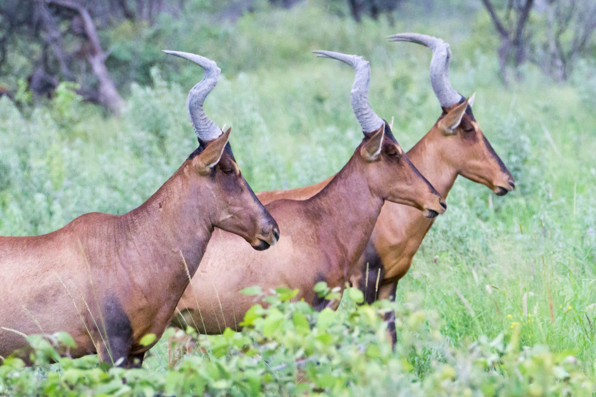 Zwei Antilopen in Etosha