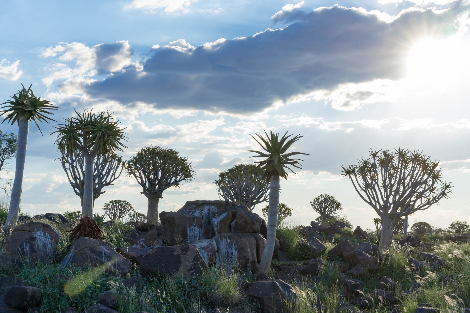 Im Köcherbaumwald