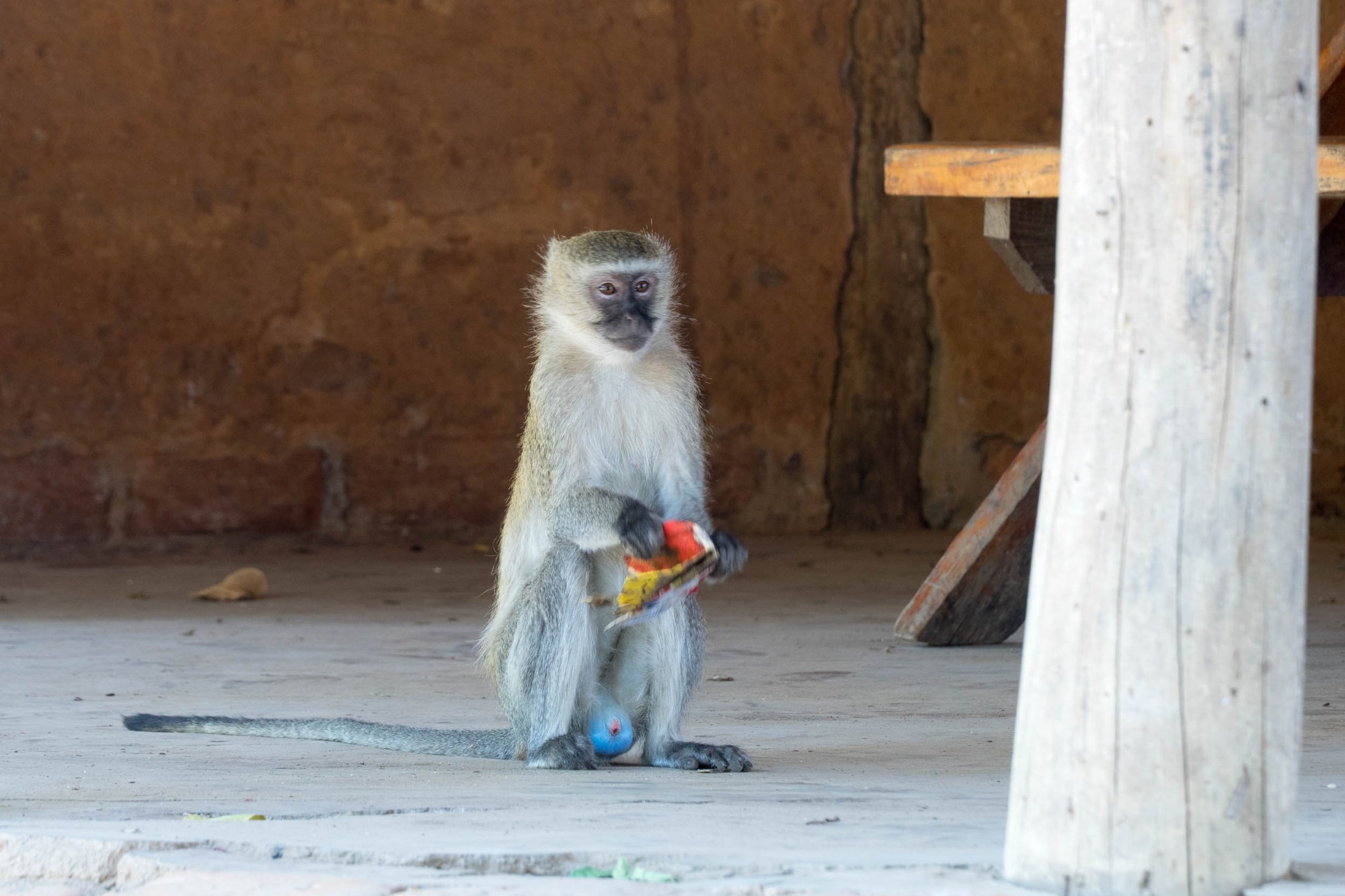 Die Meerkatze mit ihrer Beute
