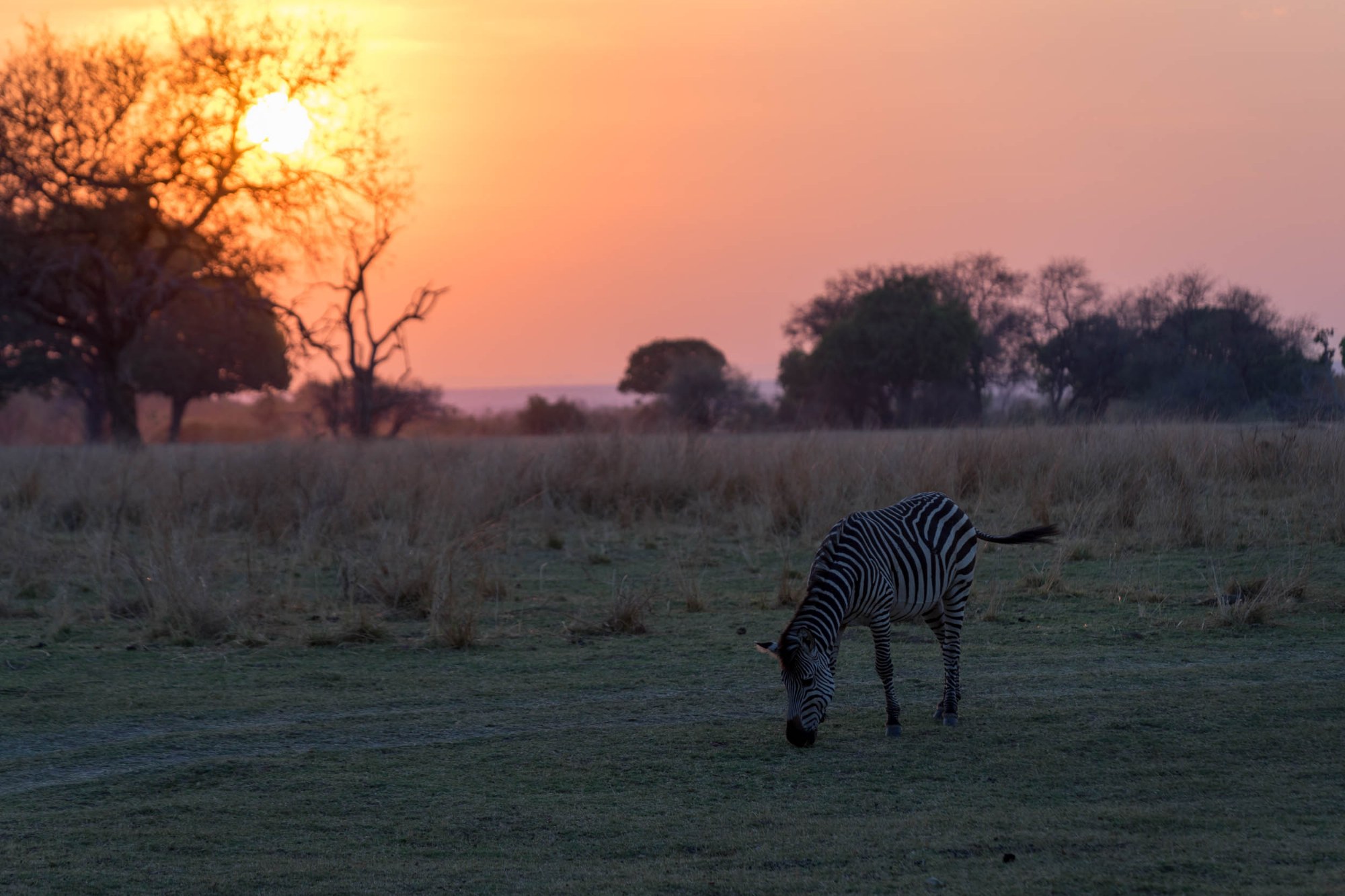 Zebra im Abendlicht