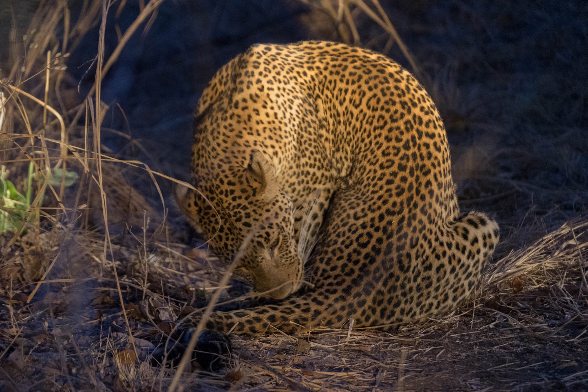 Ein Leopard im Gras