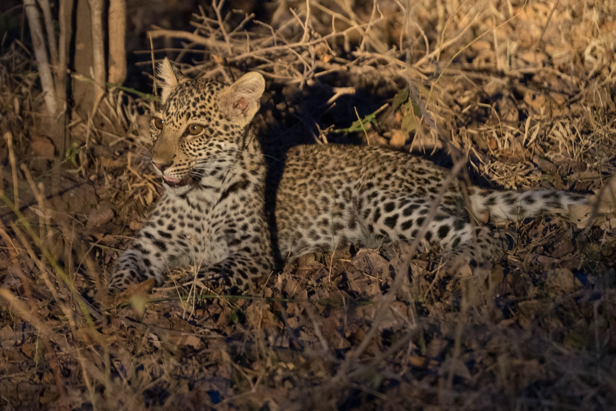 Die Leopardenmutter mit ihrem Jungen