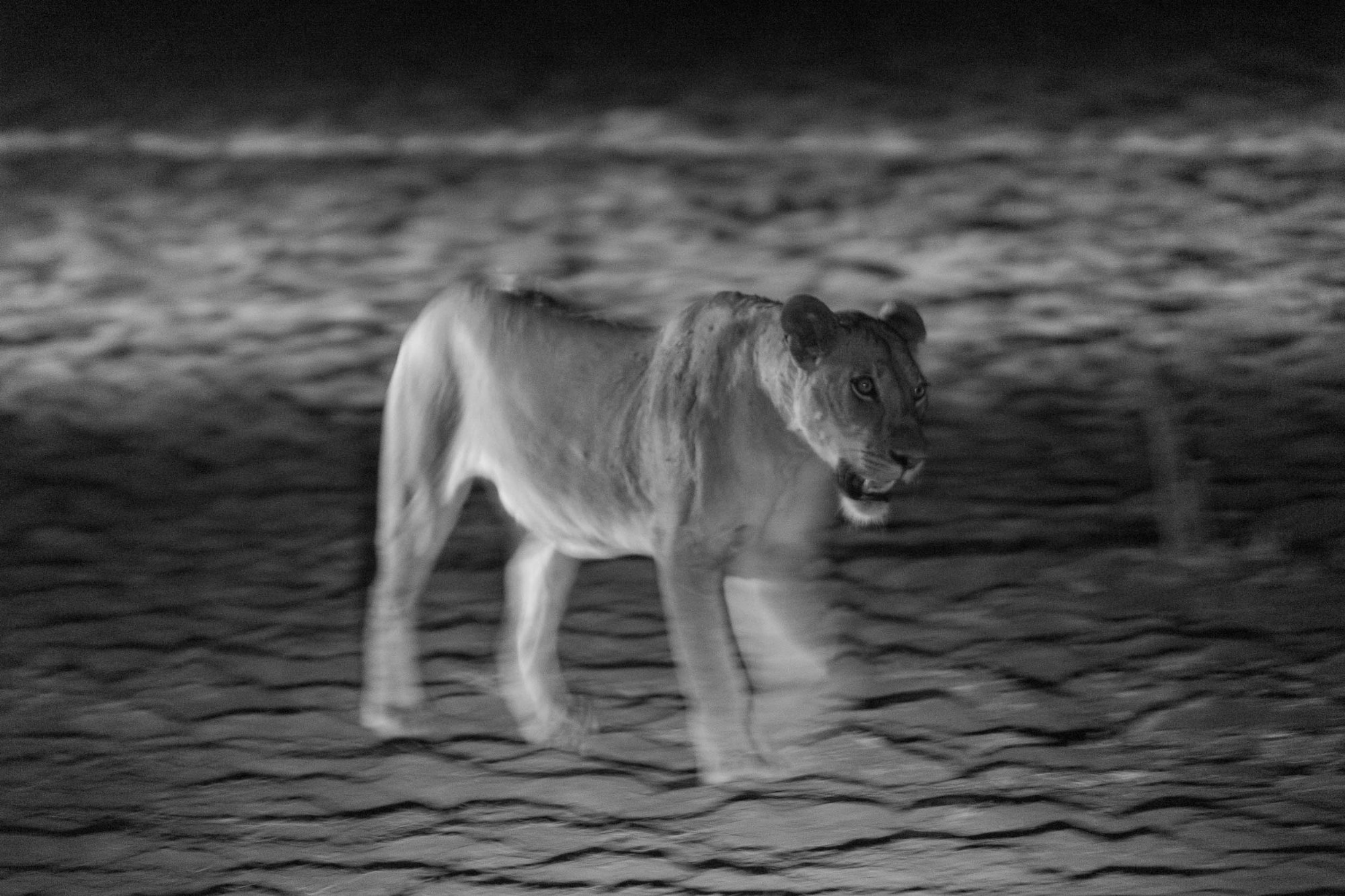 Ein Löwe bei Nacht