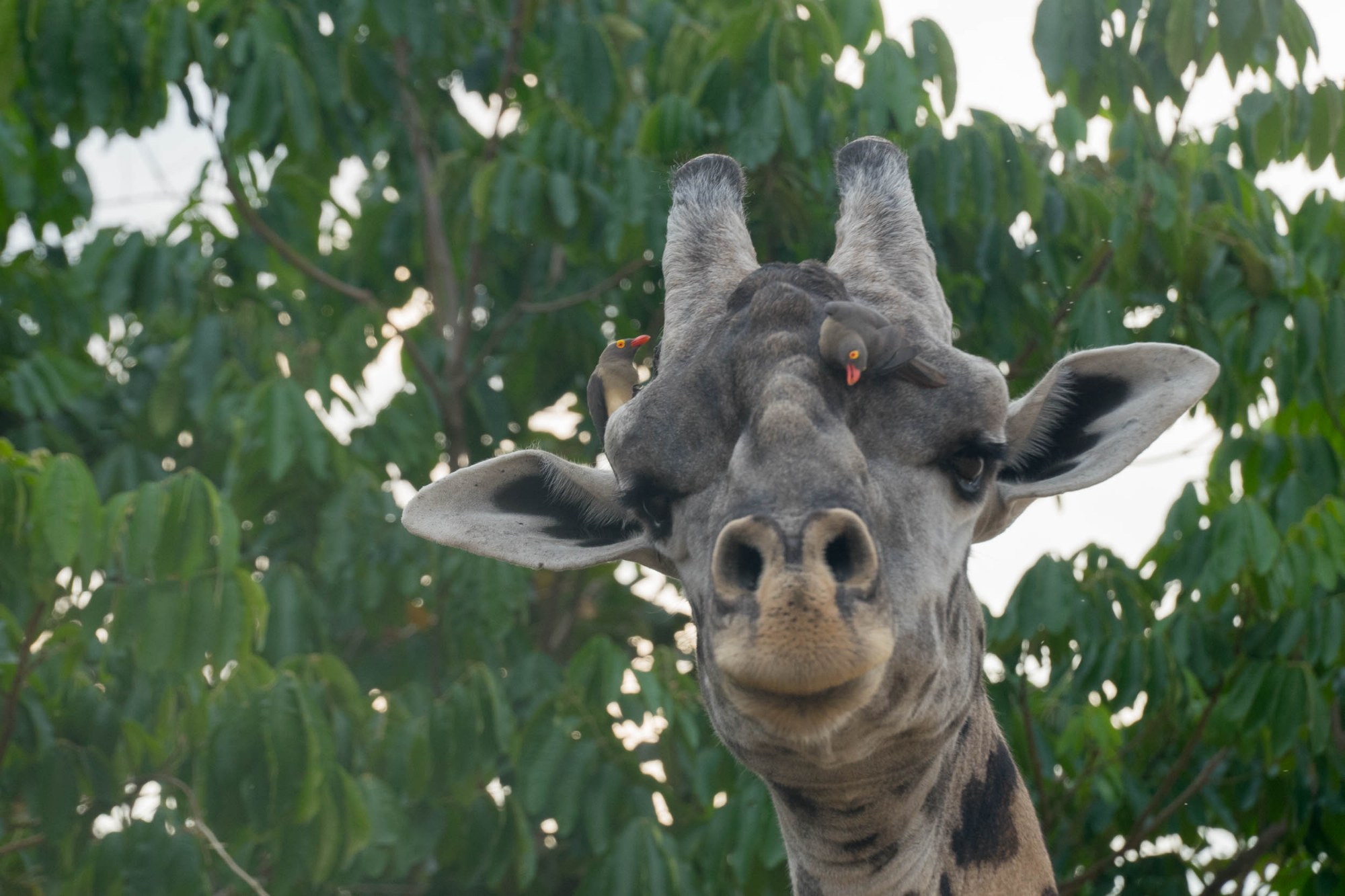 Eine Giraffe