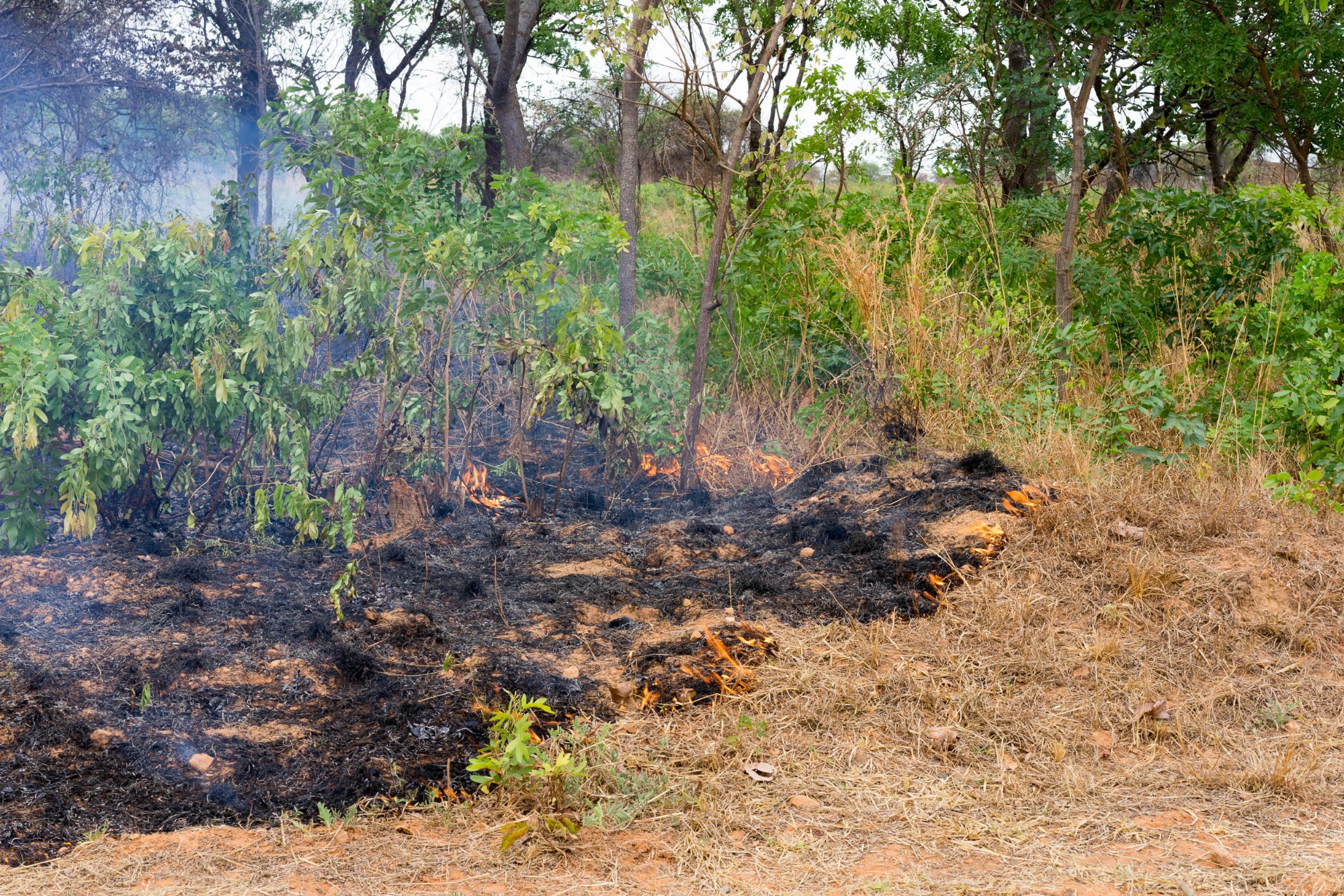 Ein Buschbrand am Straßenrand