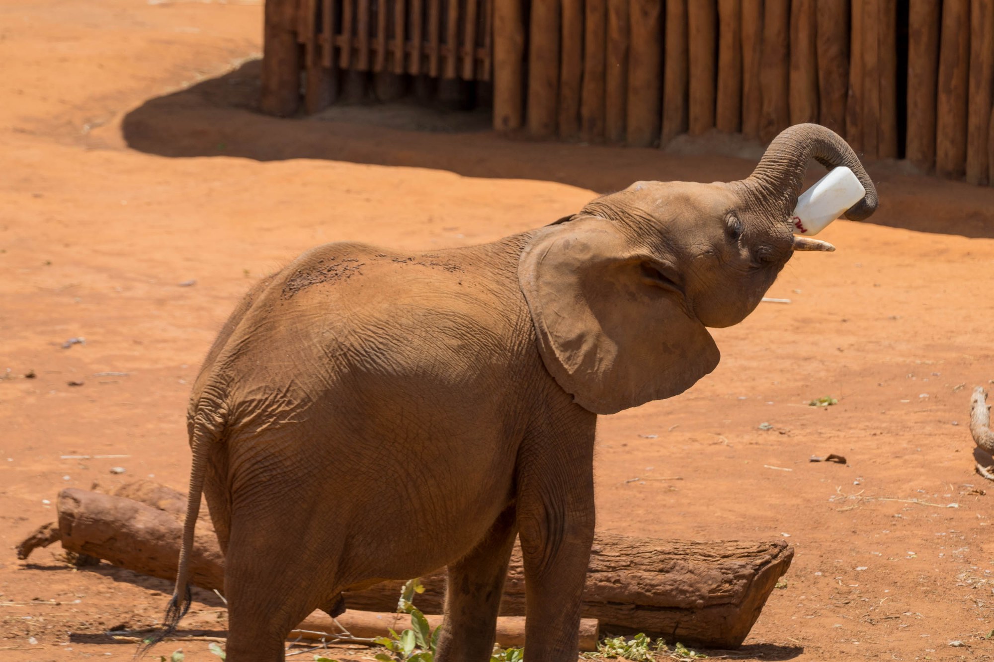 Ein Elefantenbaby mit seiner Milchflasche