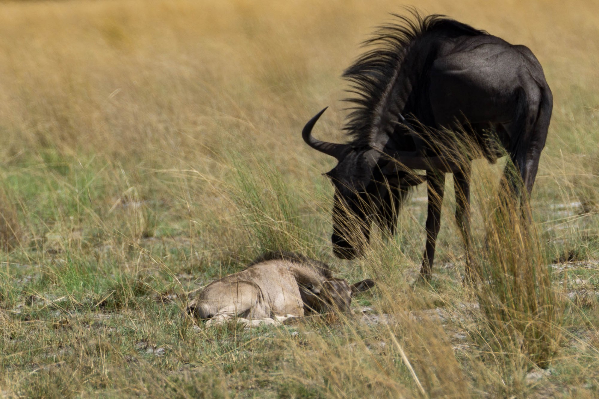 Ein Gnu mit seinem Jungen