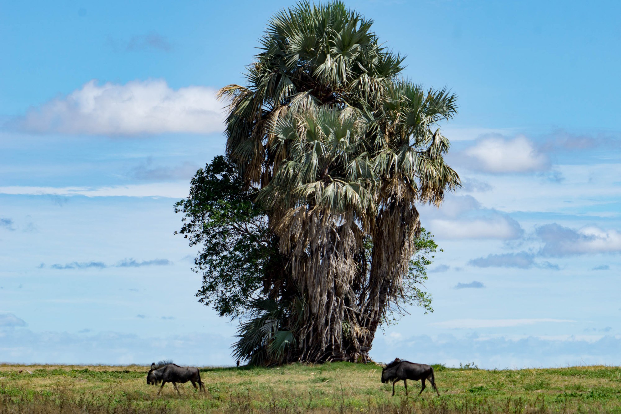 Tiere im Schatten der Palme