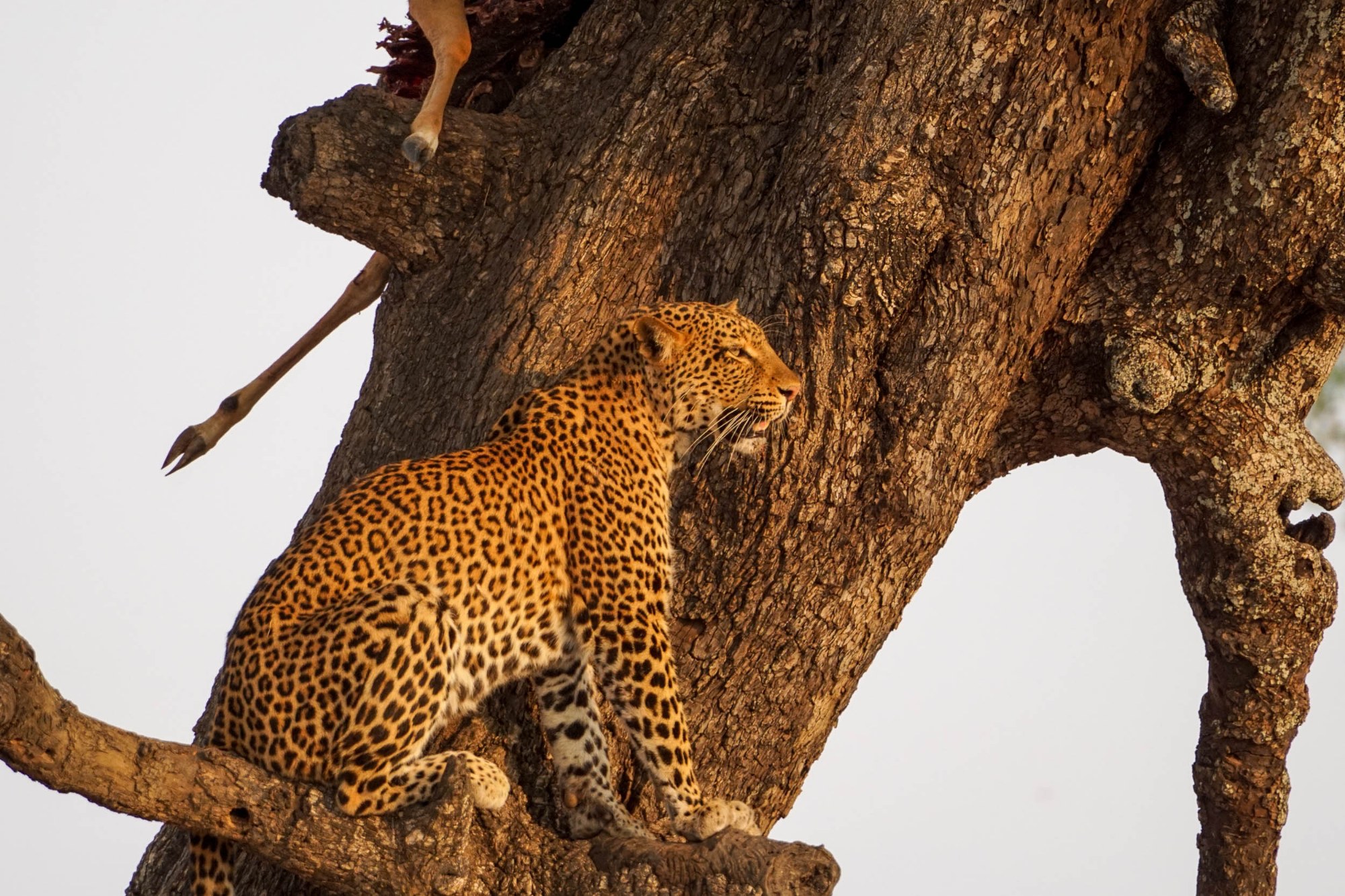 Ein Leopard im Baum