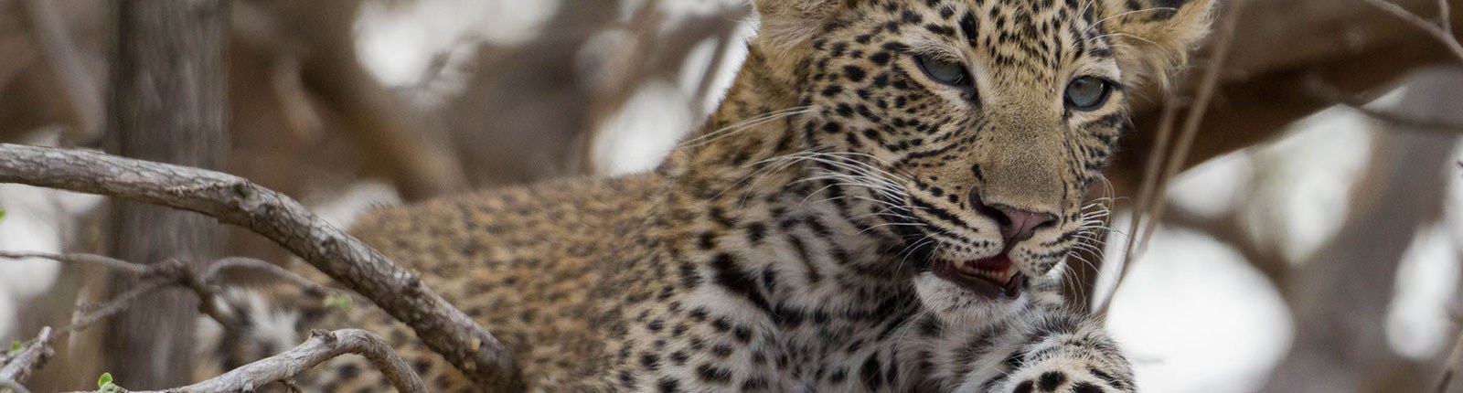 Ein Leopard in Sambia