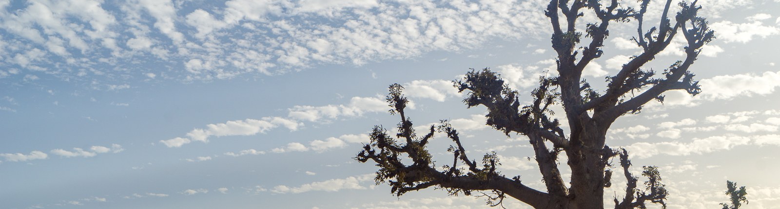 Baobabs unter weitem Himmel
