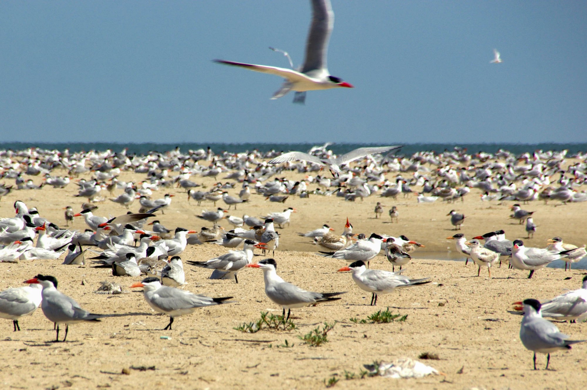 Auf der Vogelschutzinsel